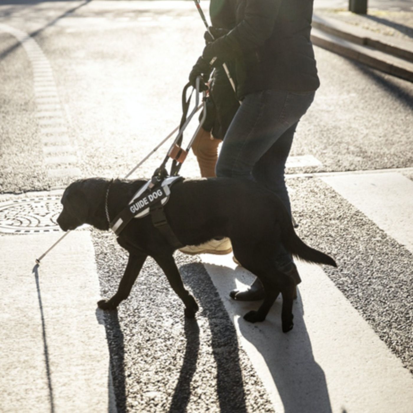 #especial - Dia do Cão-guia e o trabalho realizado pelo Instituto Magnus #especial - Dia do Cão-guia e o trabalho realizado pelo Instituto Magnus