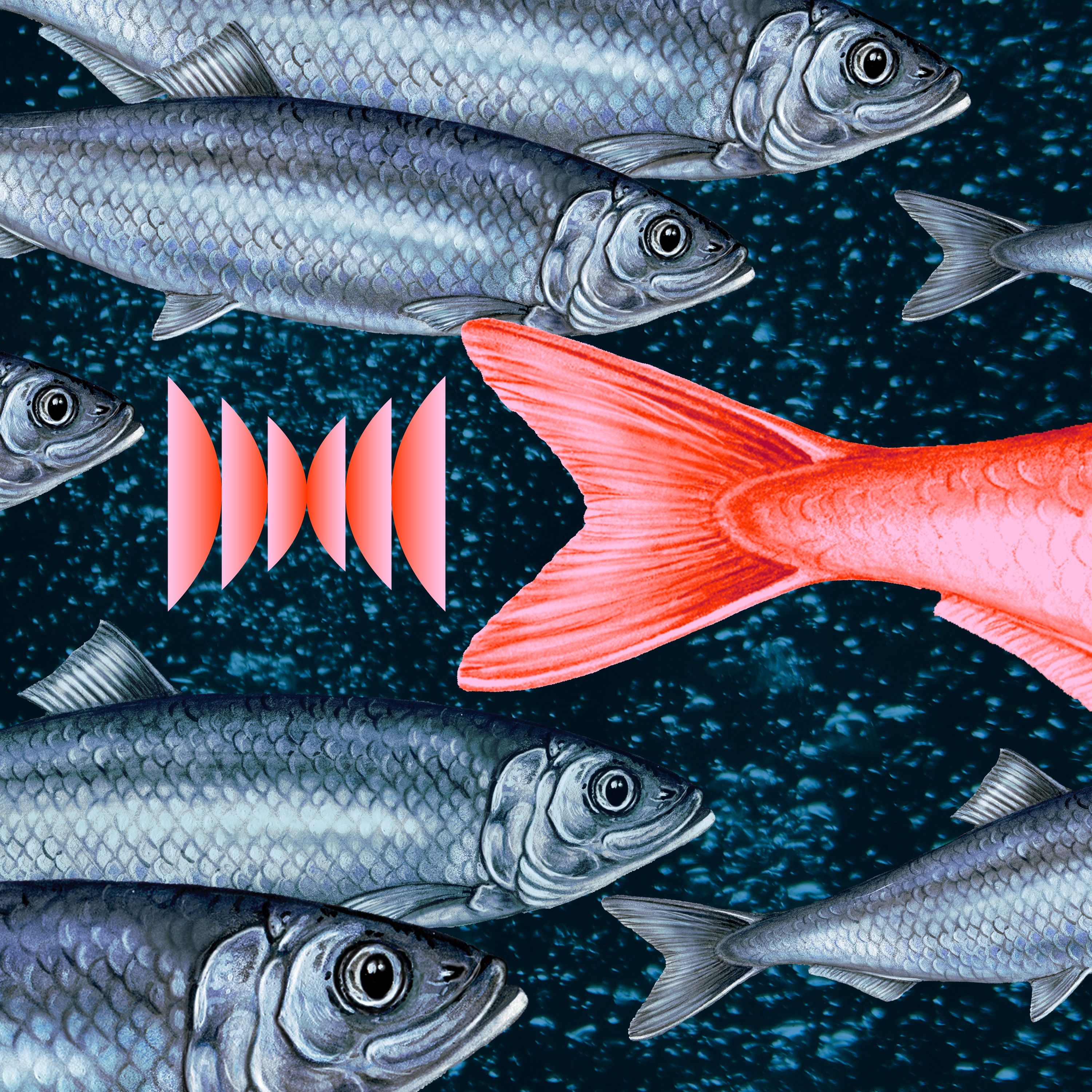 Red Herring