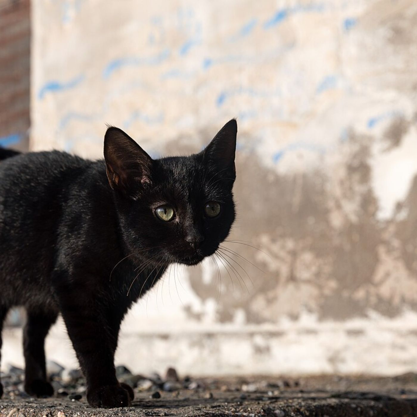 Friday the 13th and Other Superstitions Friday the 13th and Other Superstitions