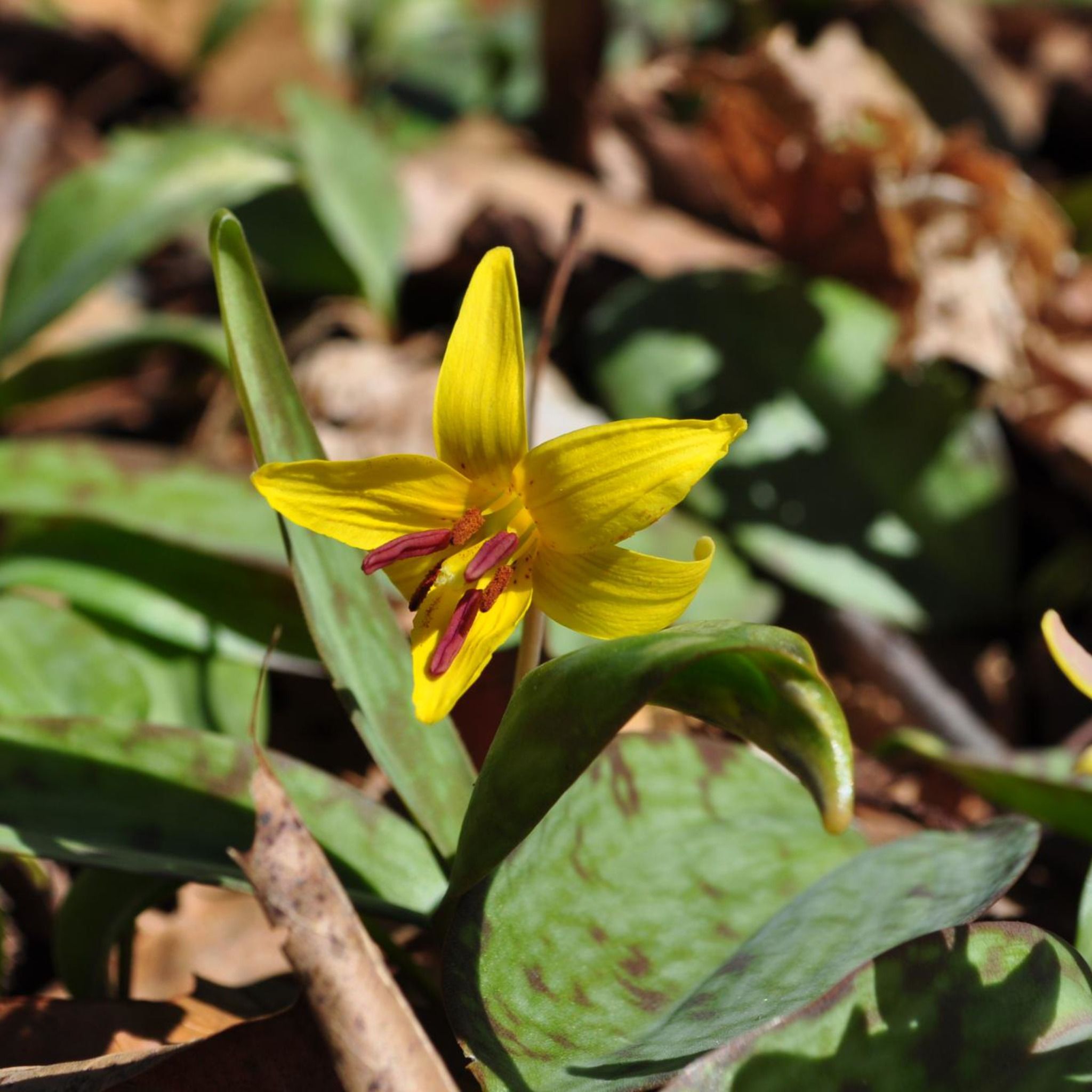 Wild NYC - Spring is Coming