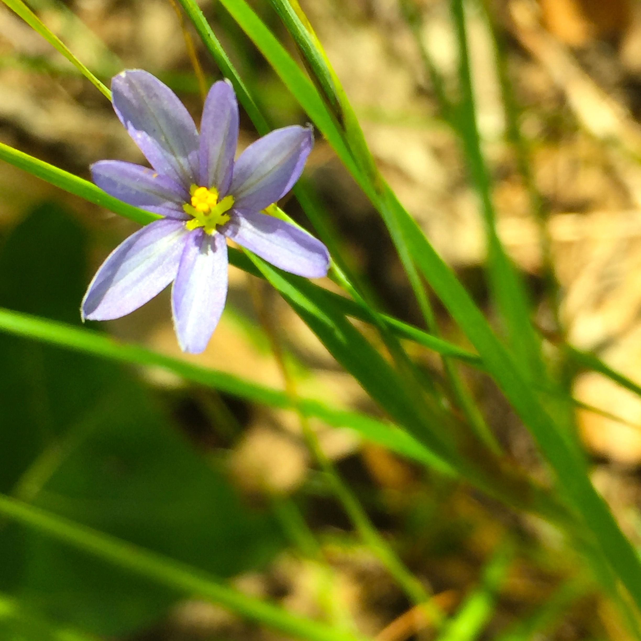 Wild NYC - Wildflowers