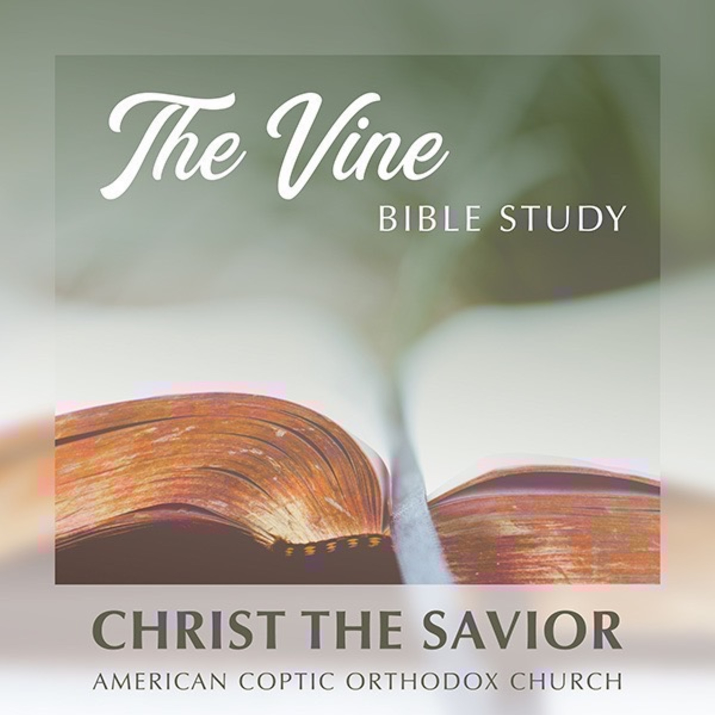 The Vine Bible Study