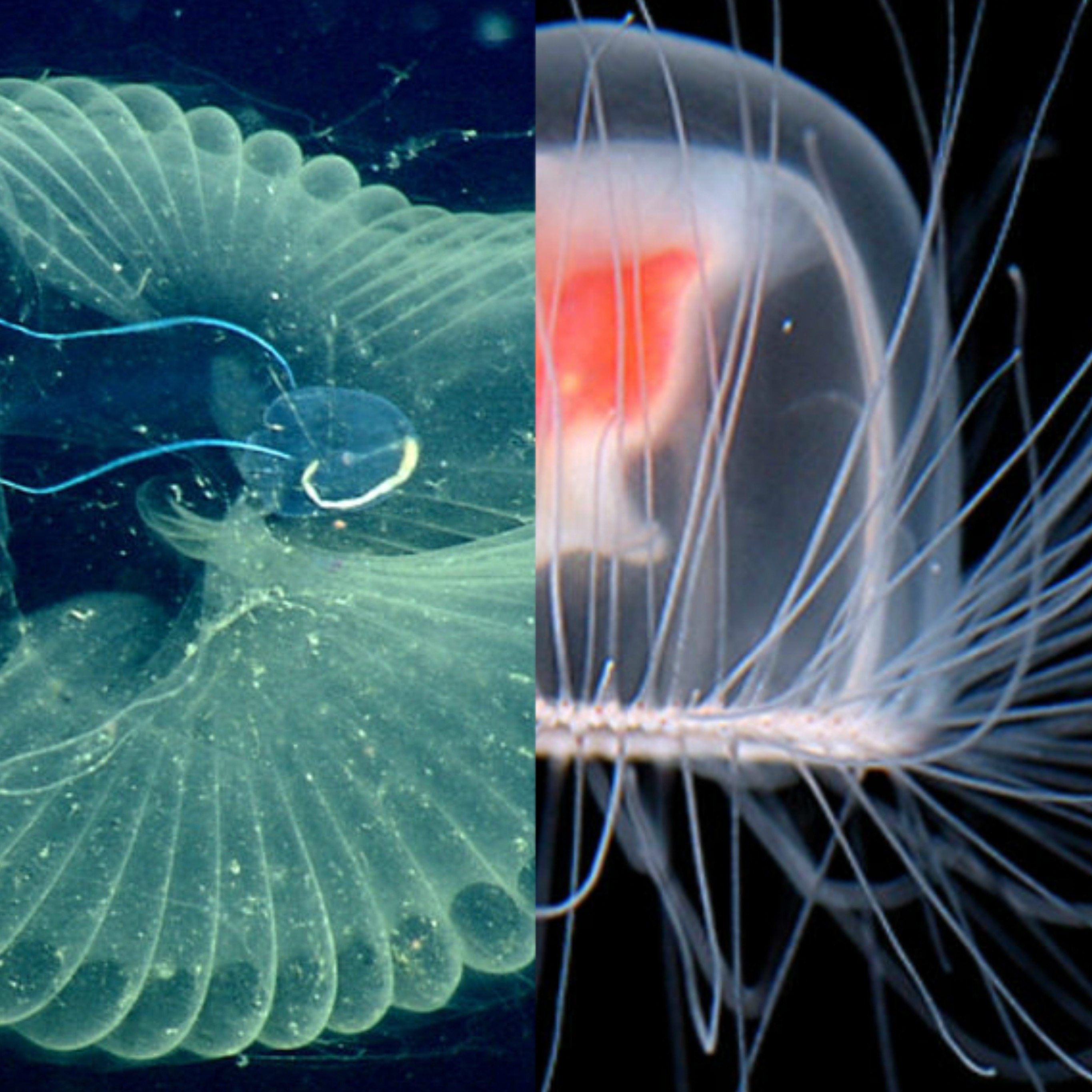 Ocean Science Radio