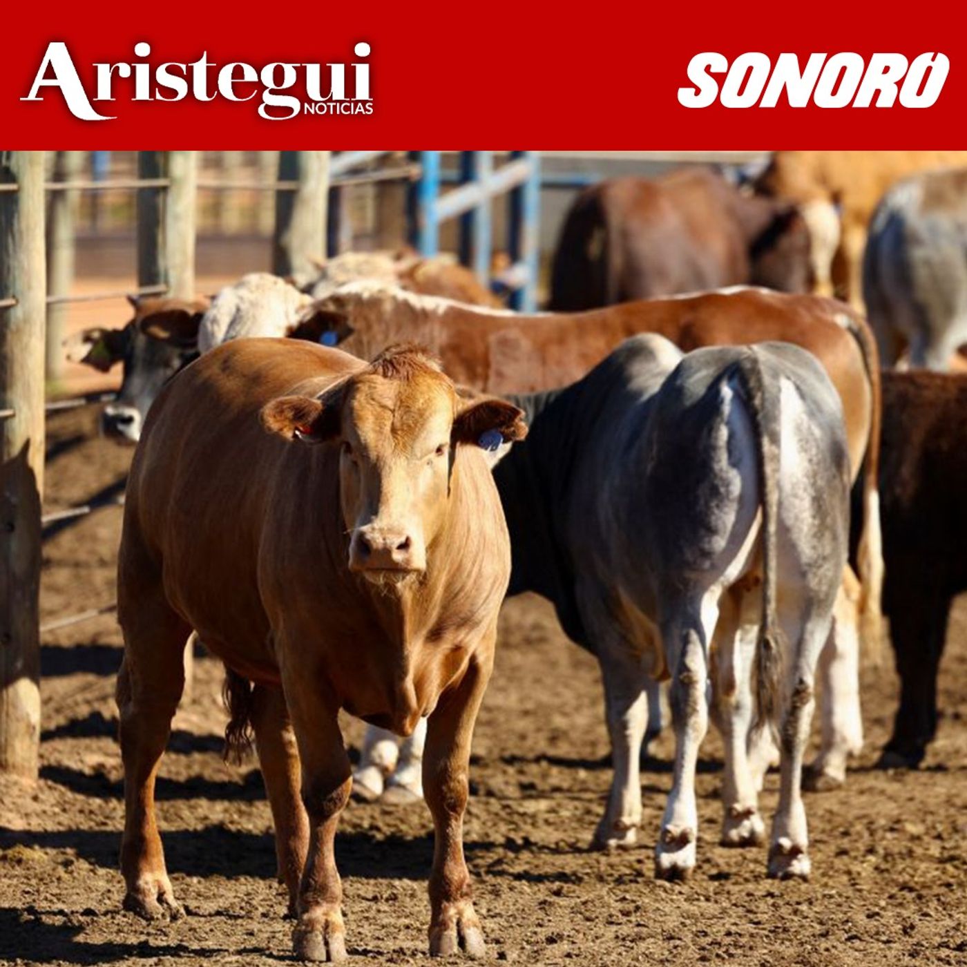 Aristegui Noticias Podcast