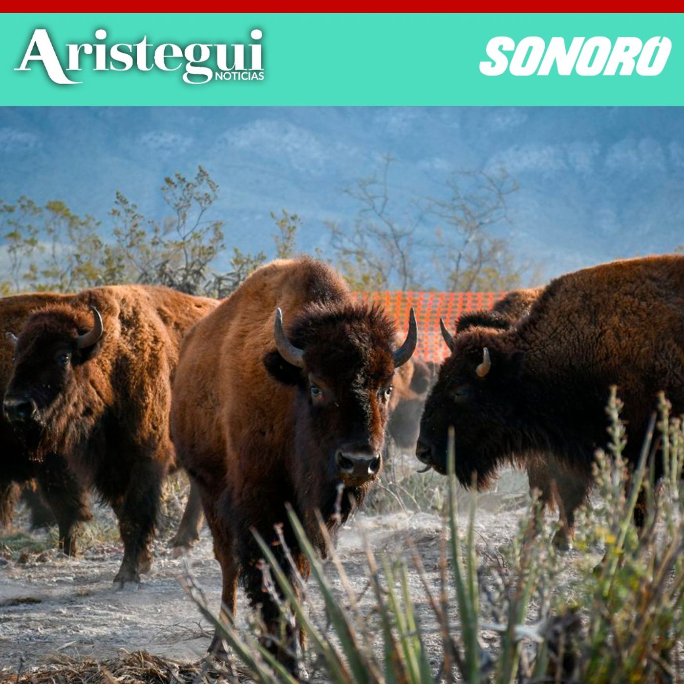 Bisonte regresa a Cuatro Ciénegas después de más de 200 años de ausencia: Ruiz
