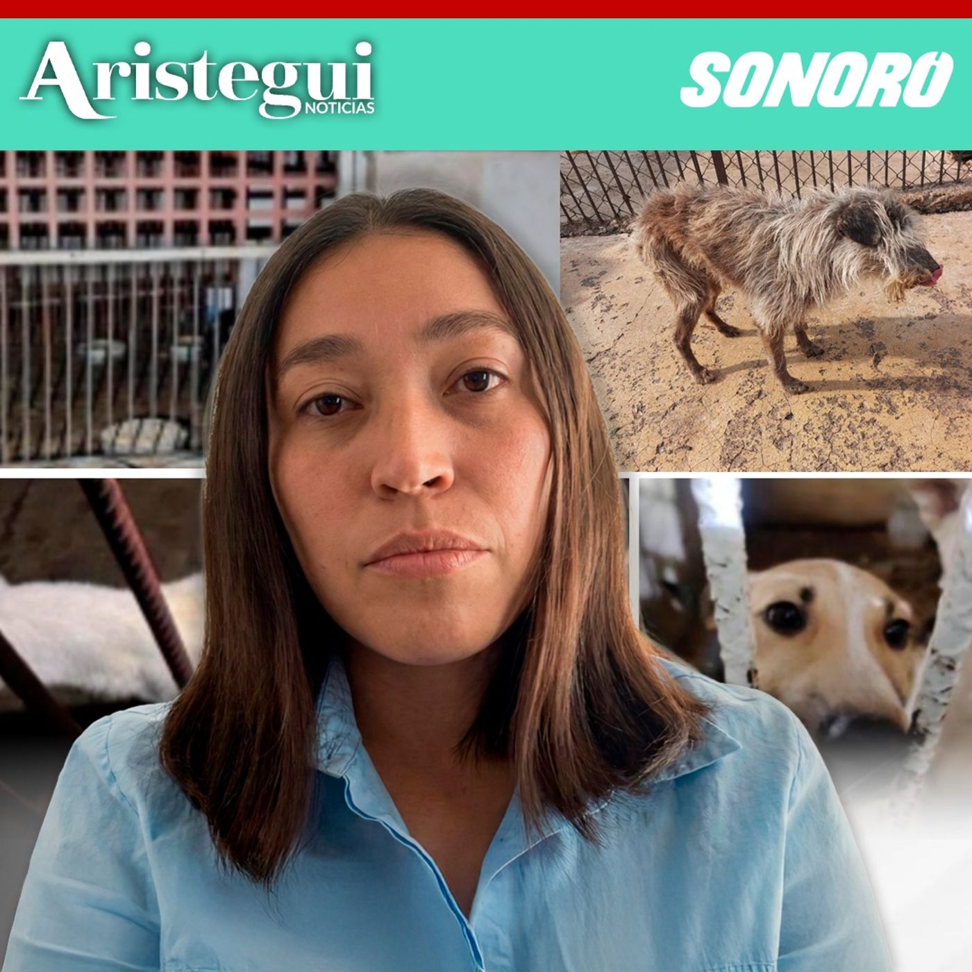 Más allá del conflicto inmobiliario: Activista pone el foco en el maltrato animal con denuncia penal contra Refugio Franciscano