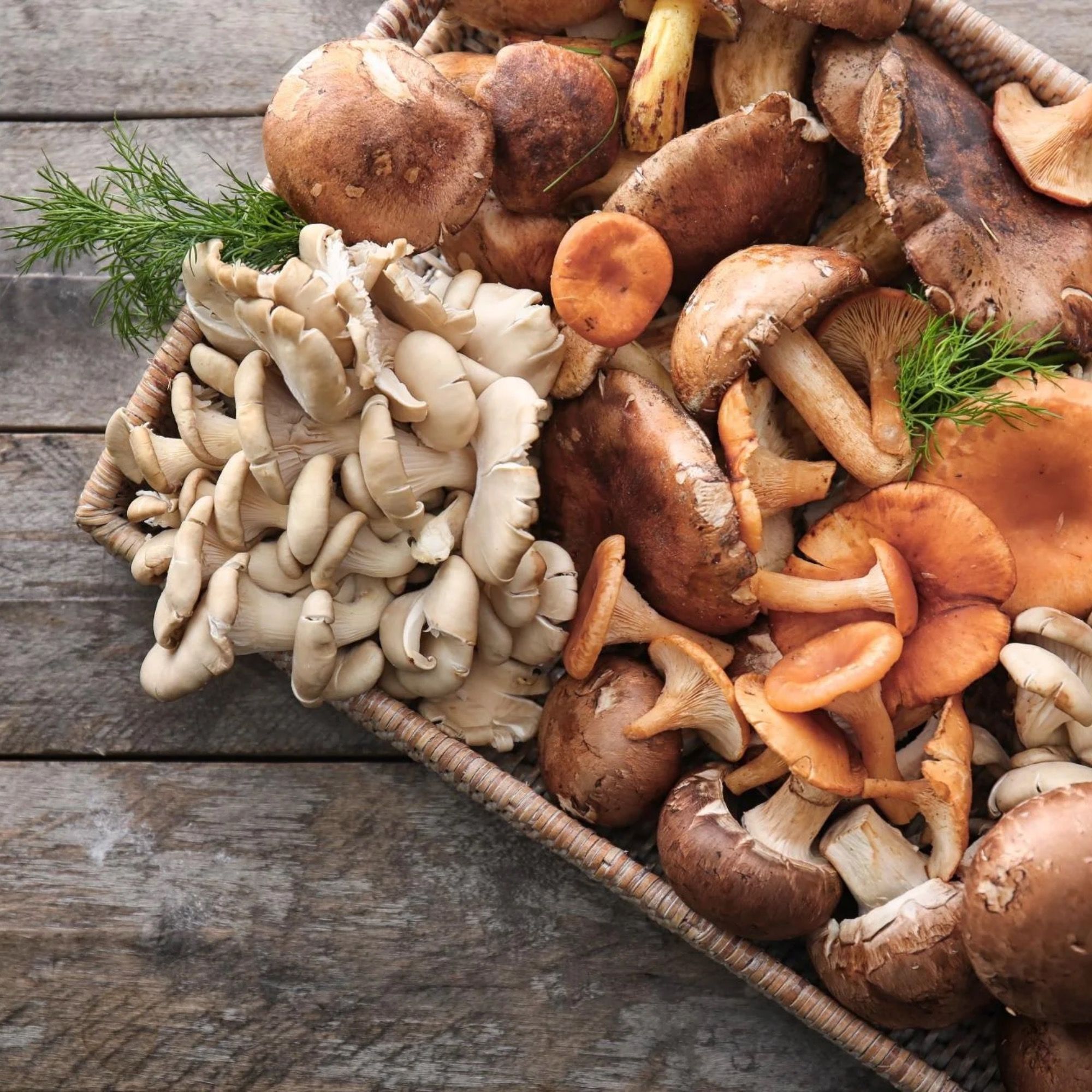 Ep.41 Healing Power of Non-Psychedelic Mushrooms