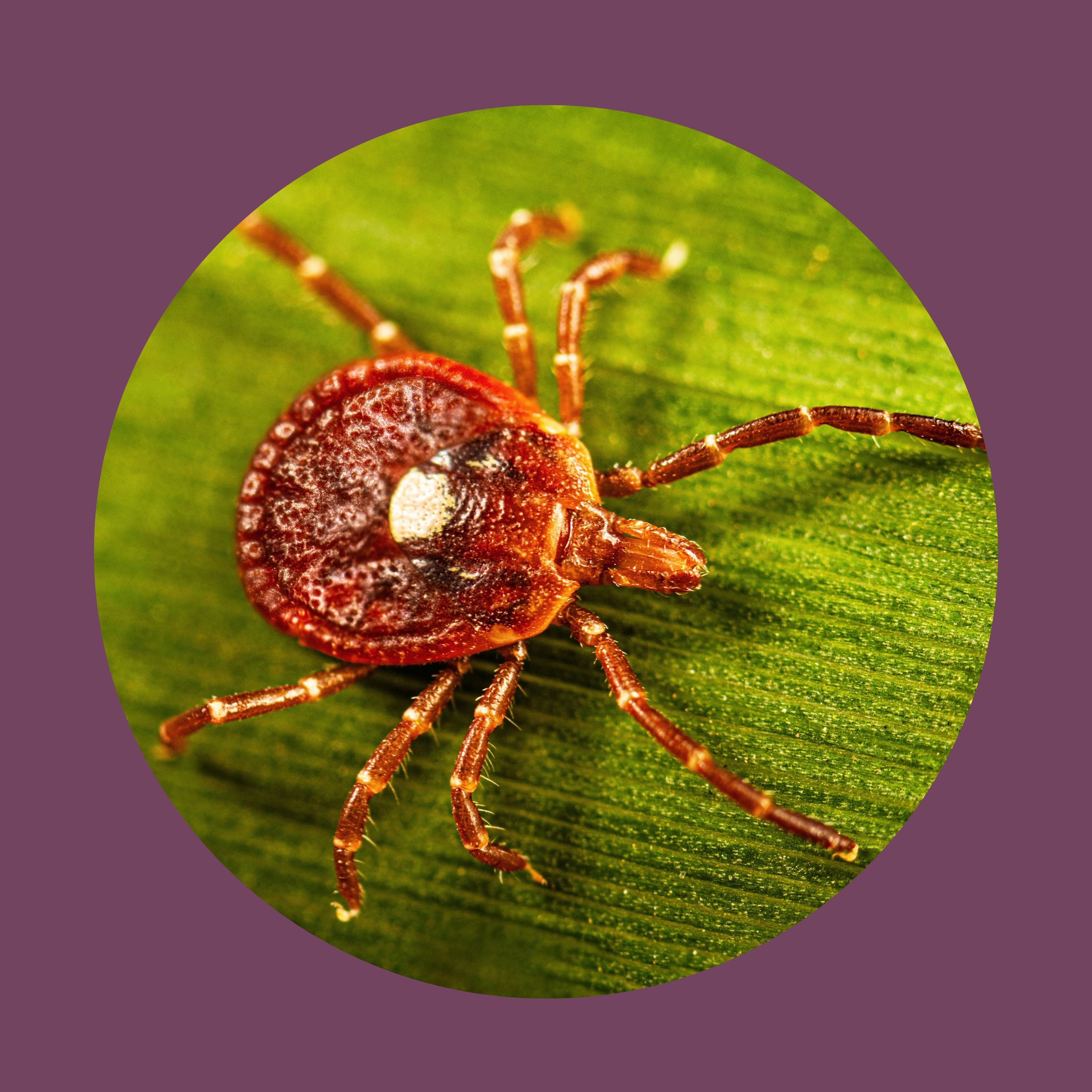 Ticks are spreading more than just Lyme disease episode artwork