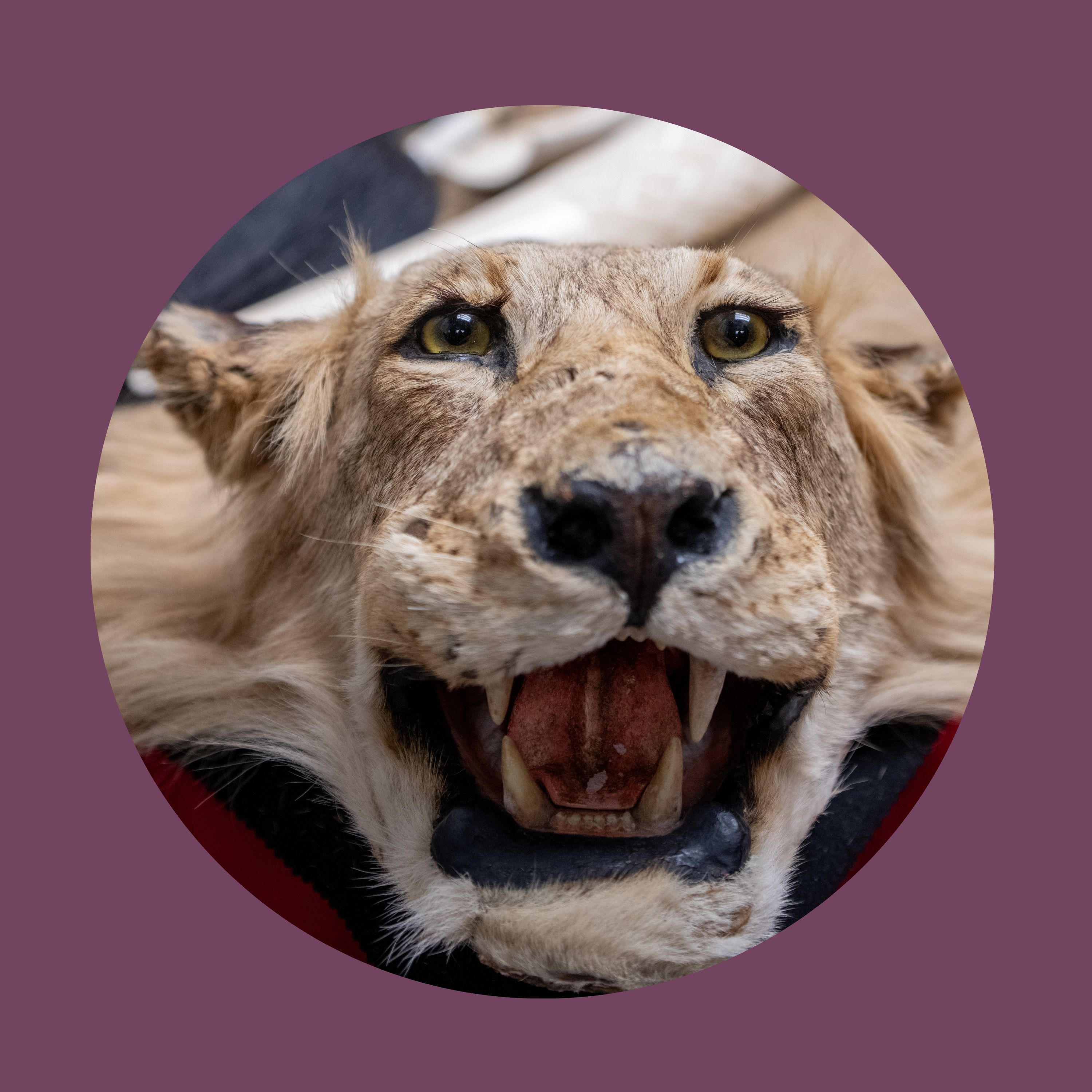 Why Canada struggles to stop the illegal wildlife trade episode artwork