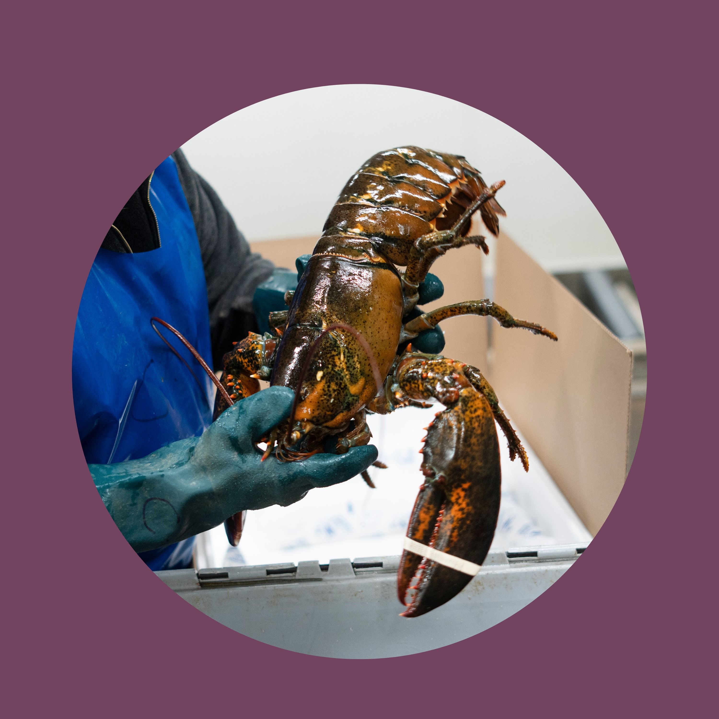Boiling point: the uncertain future of lobster fishing