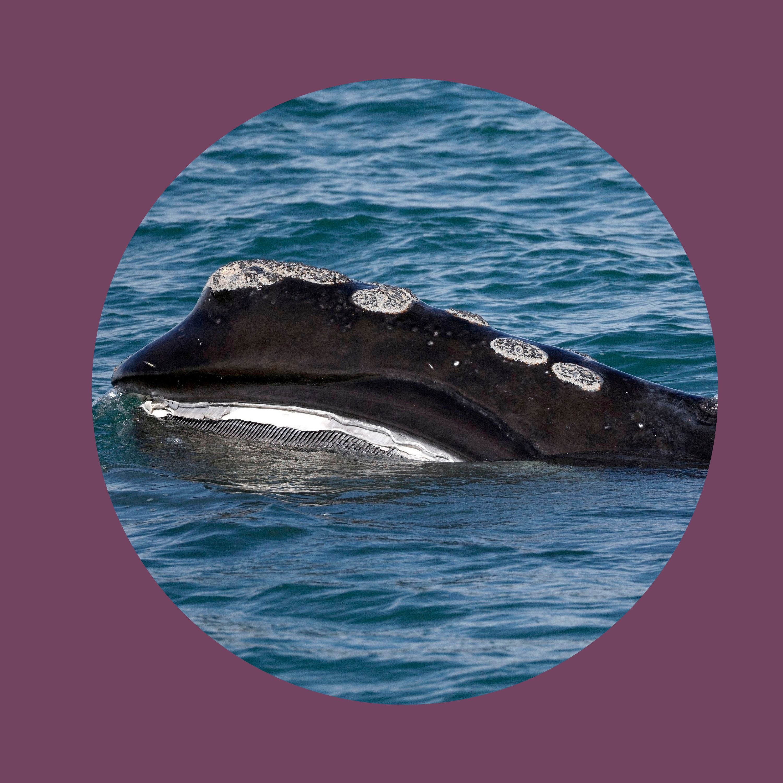 Whales, extinction and the sounds of underwater noise pollution