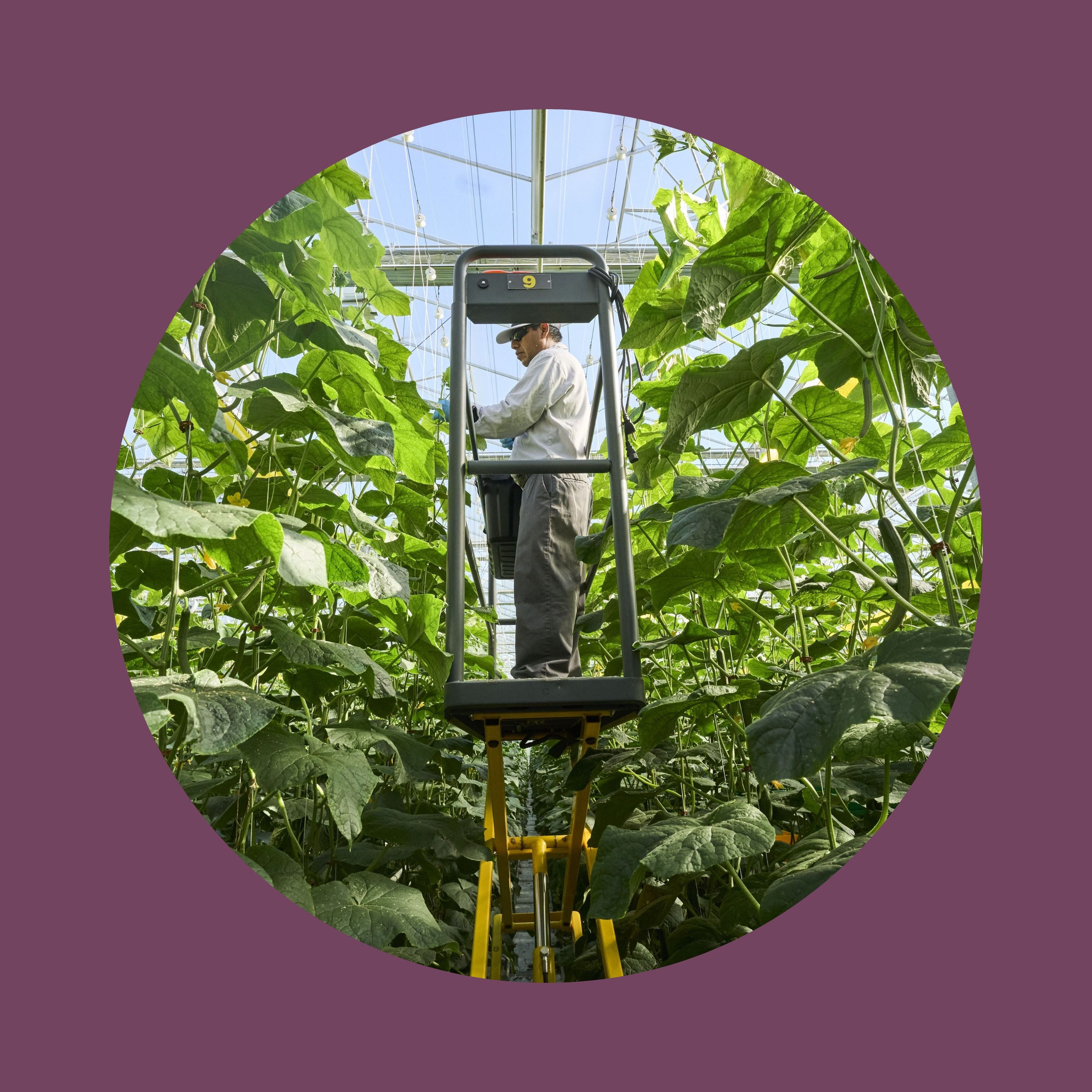 What it’s like for migrant workers on Canadian farms