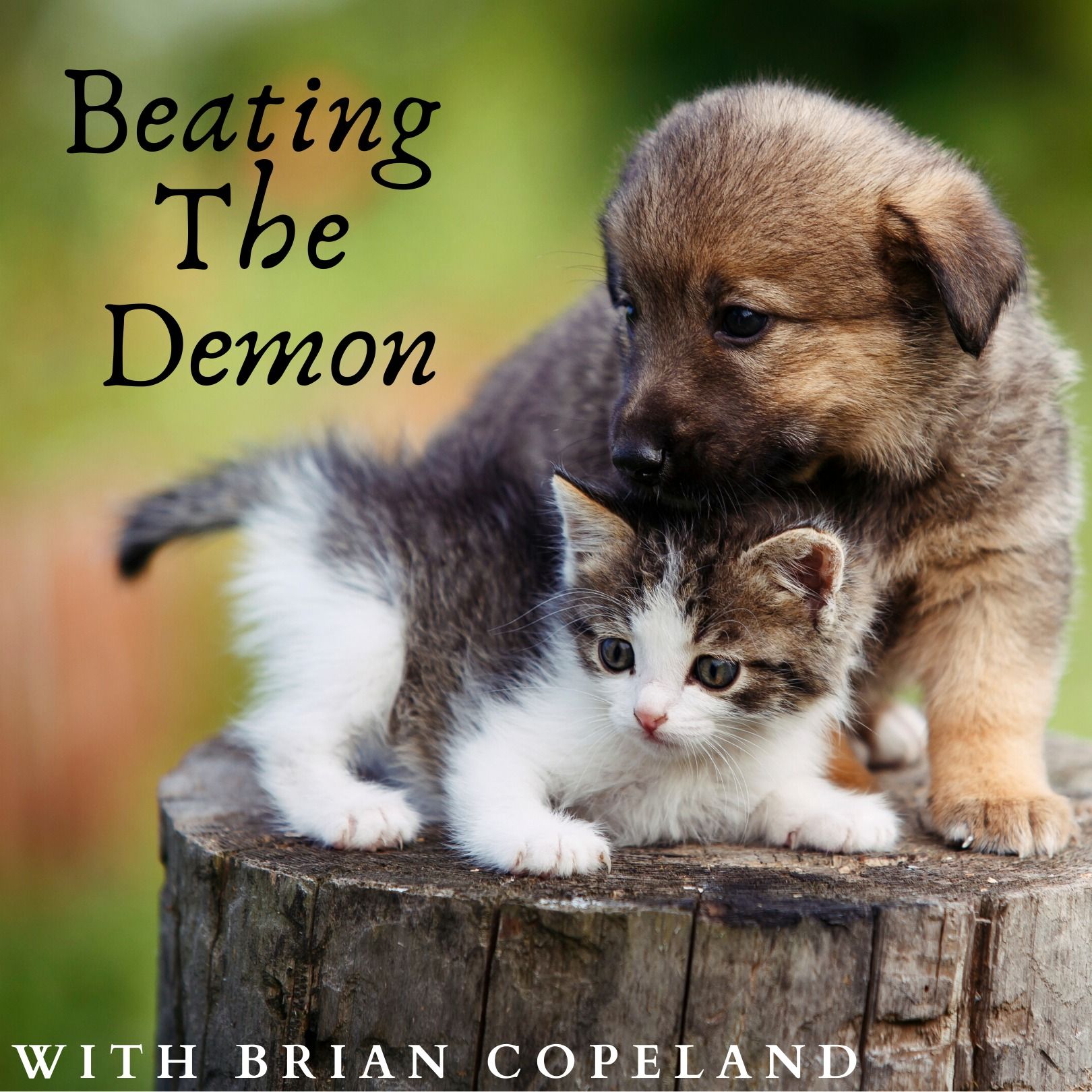Watch Puppies & Kittens Play