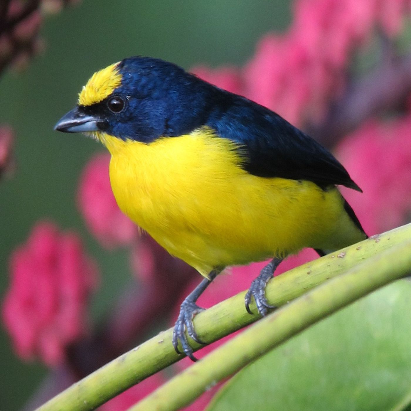 Thick-billed Euphonia - Deceitful Mimic