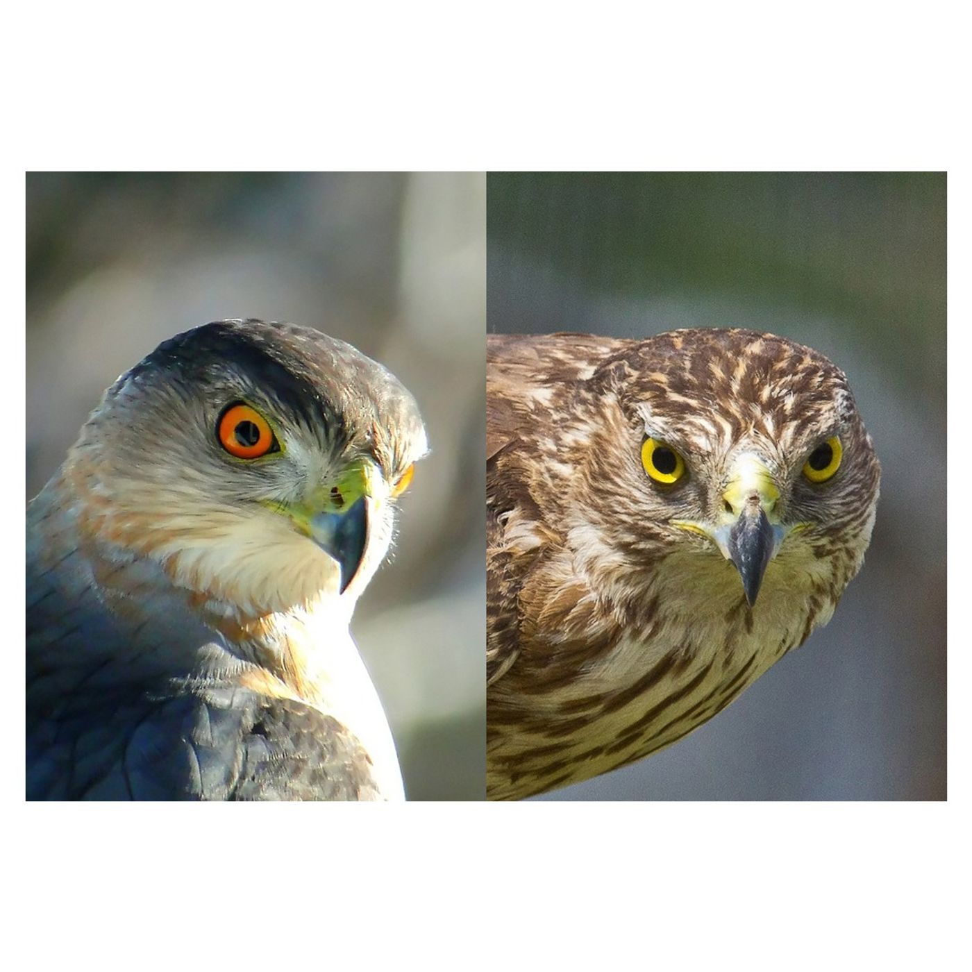The Color of Birds' Eyes