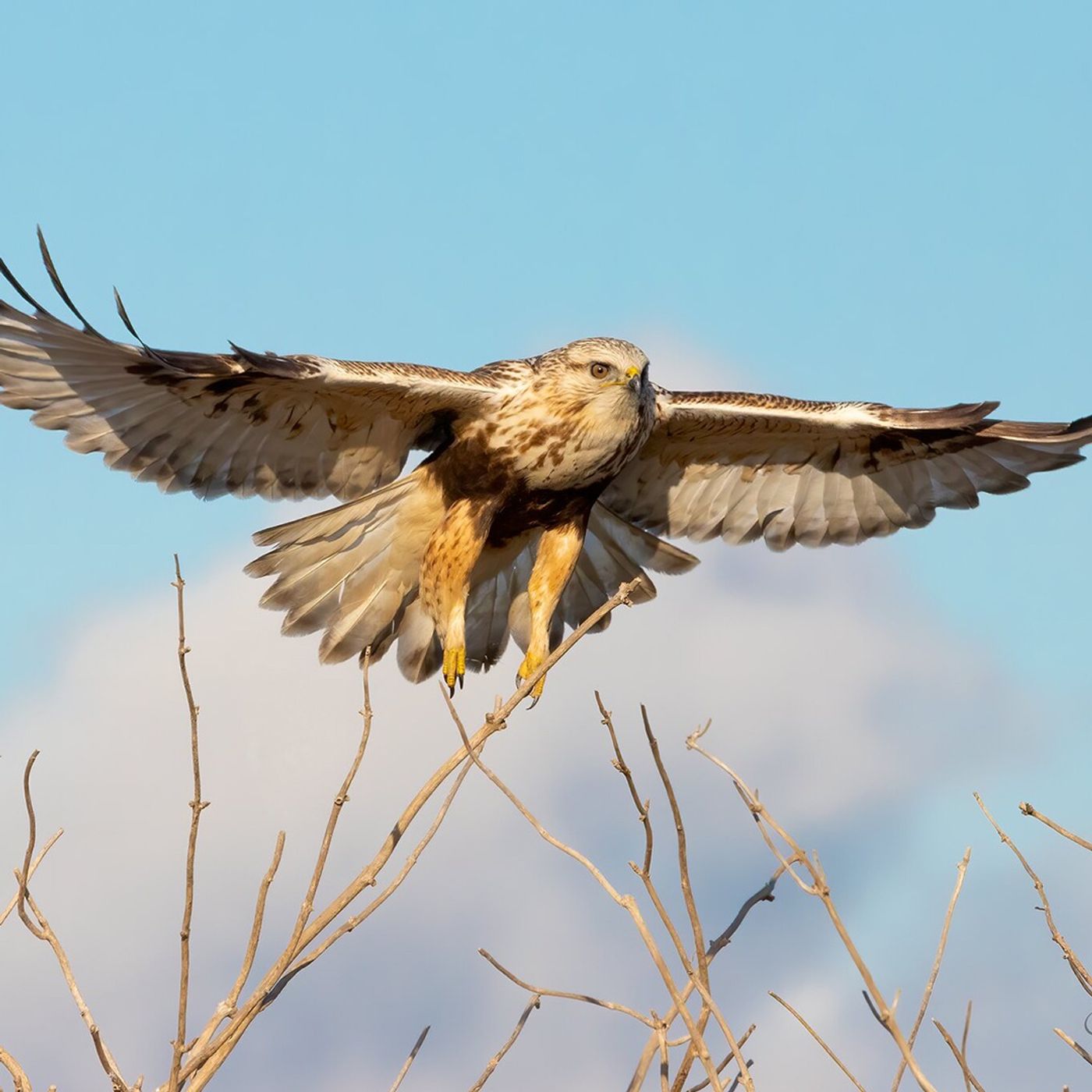 Rough-legged Hawk