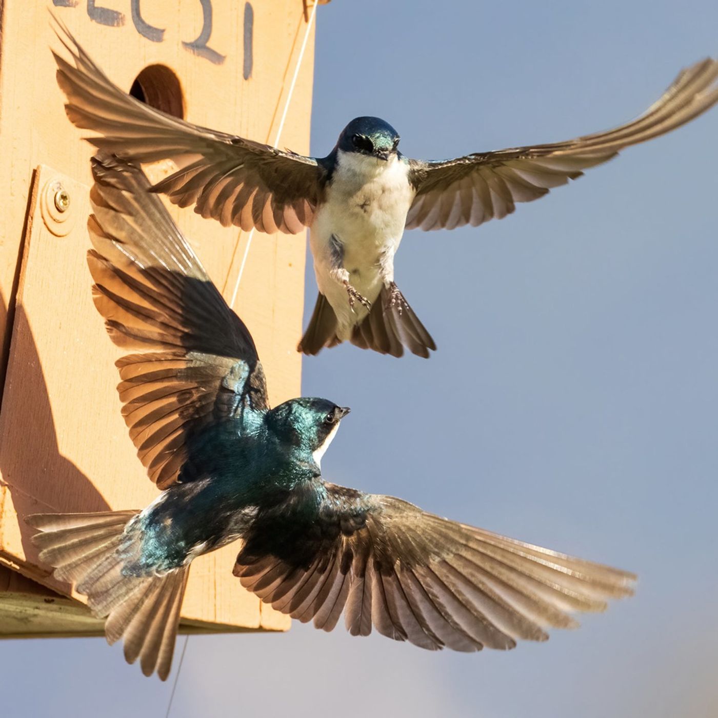 BirdNoir: Staging a Bird-Murder