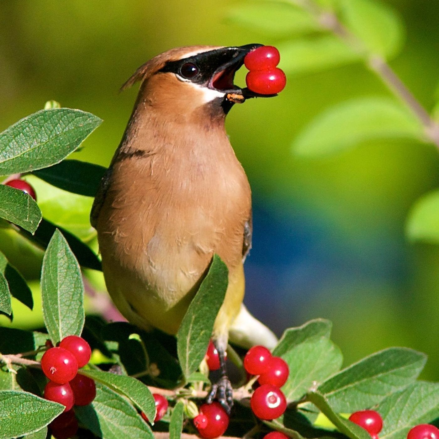 Fruit as a Bribe