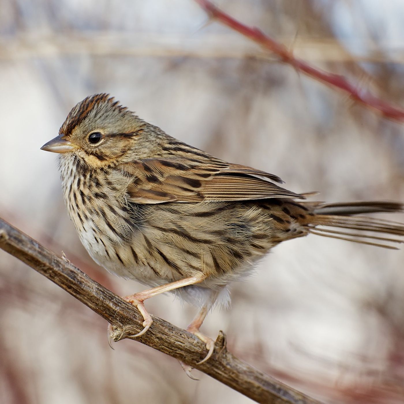 October Migrants - Look Who's Back!