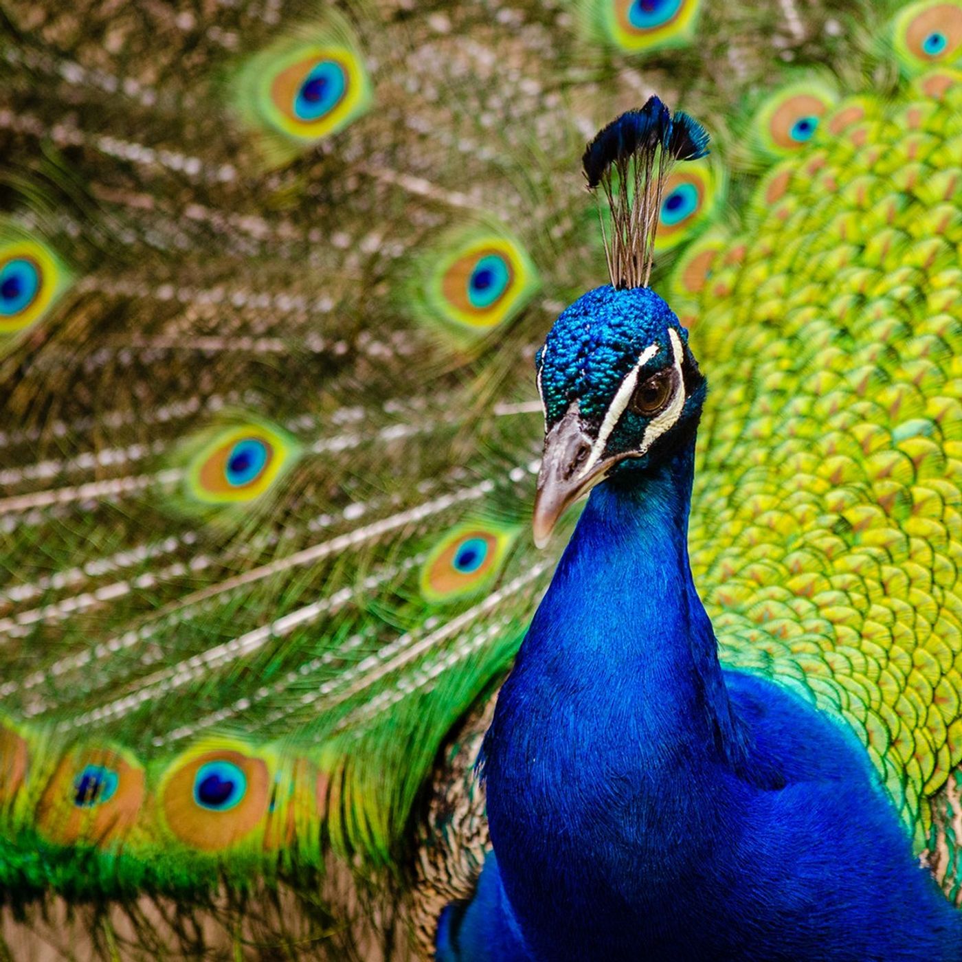The Birds of Yoga