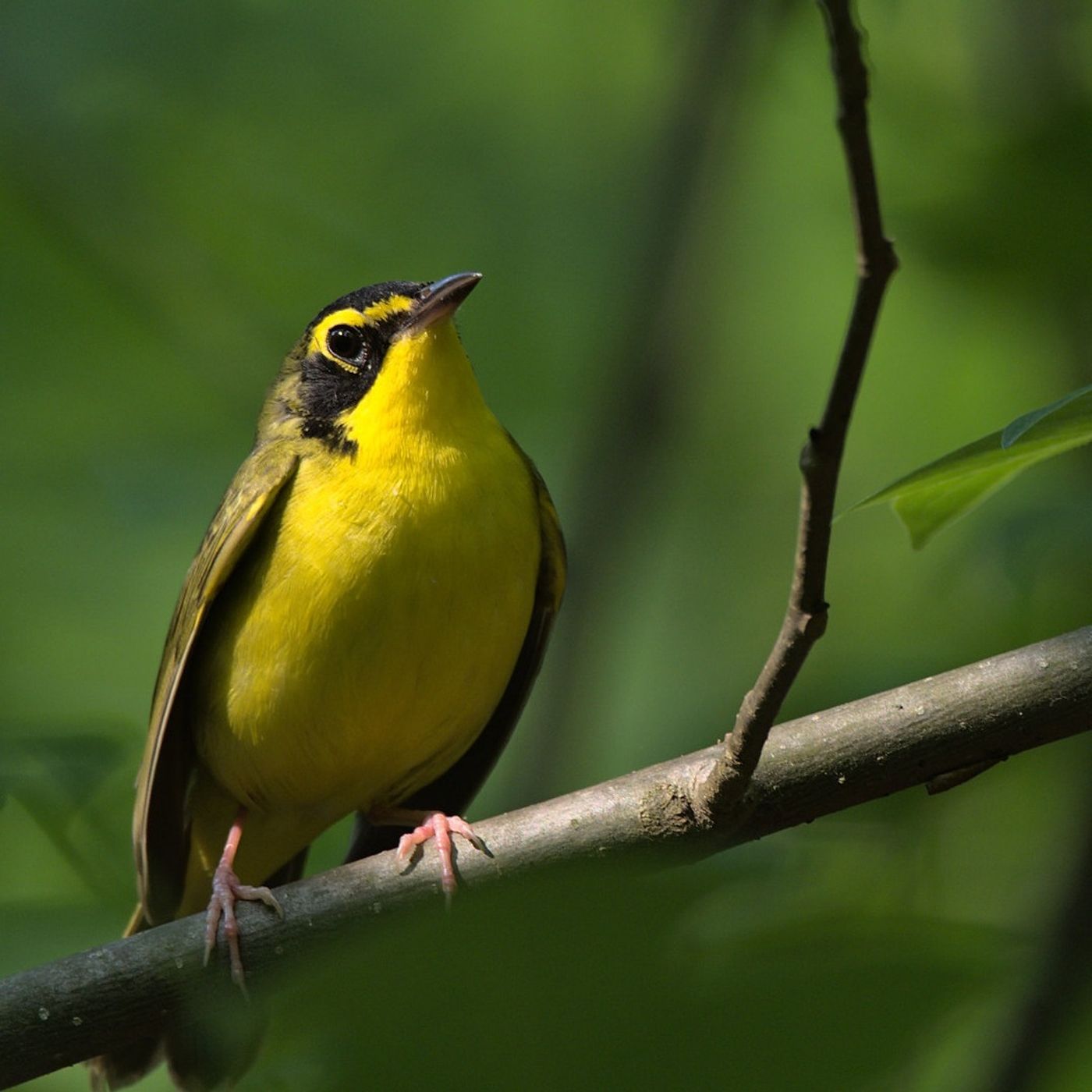 Letter to a Kentucky Warbler