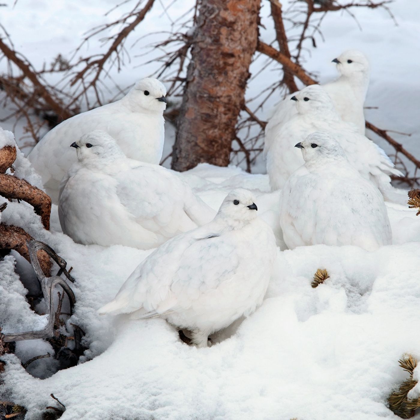 Ptarmigan in Winter