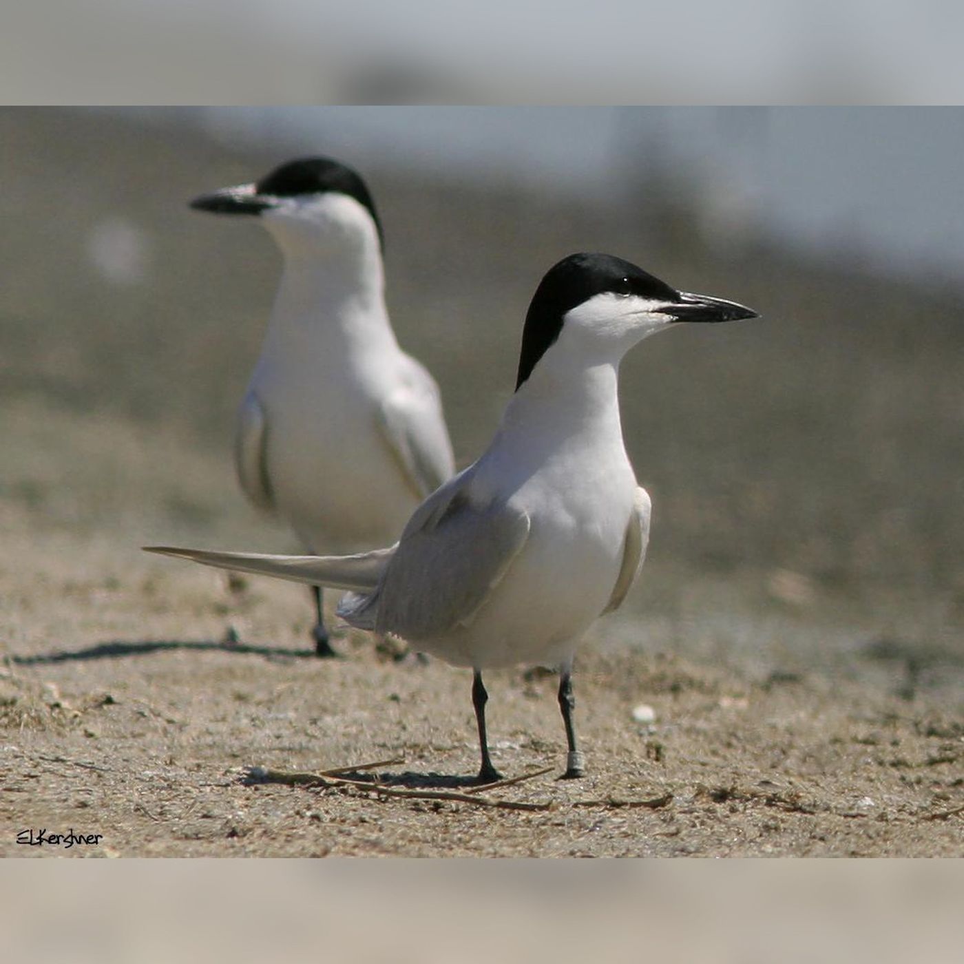 Gull-billed Tern