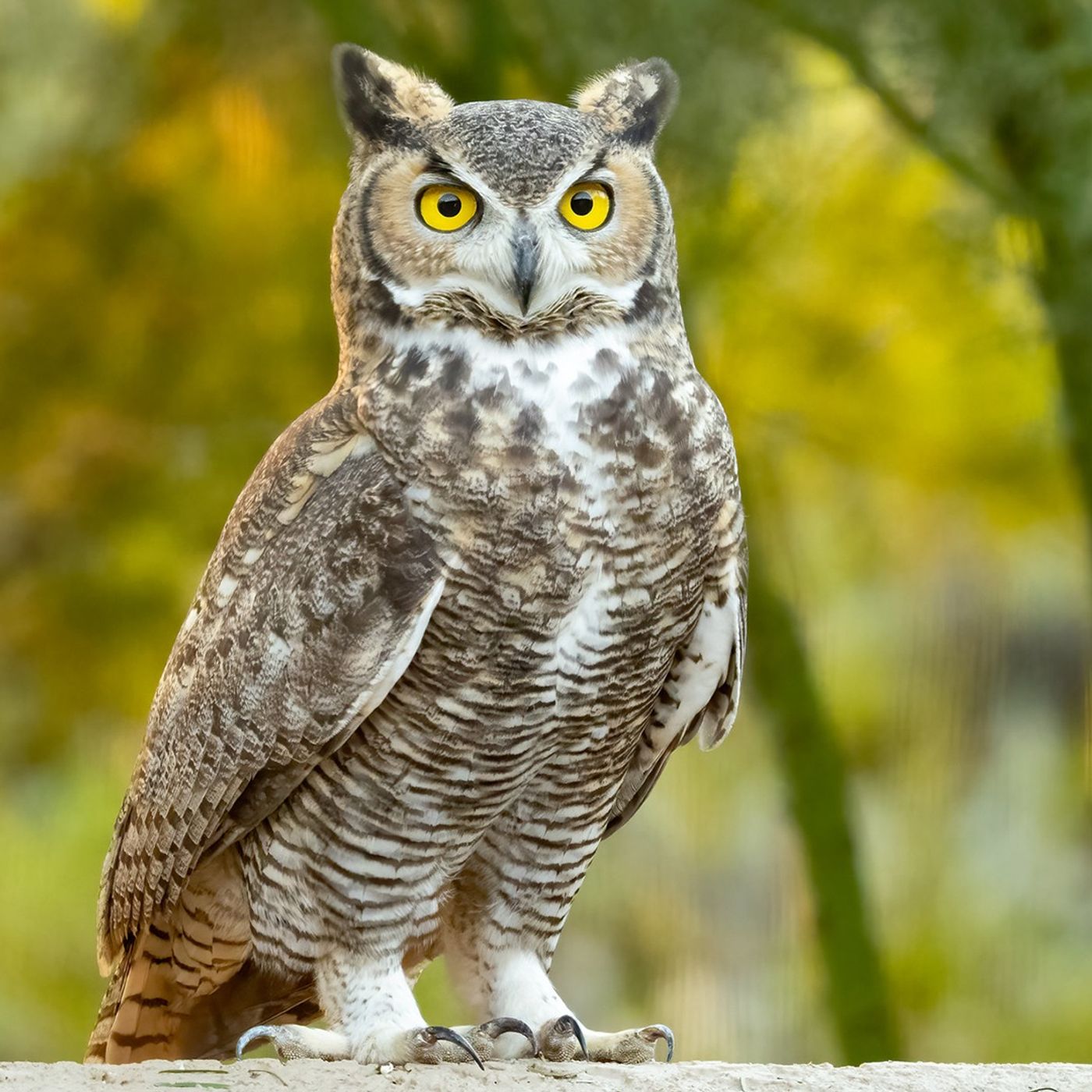 Great Horned Owls in the Neighborhood