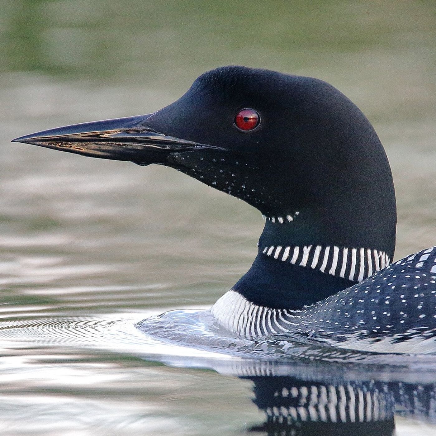 The Haunting Voice of the Common Loon