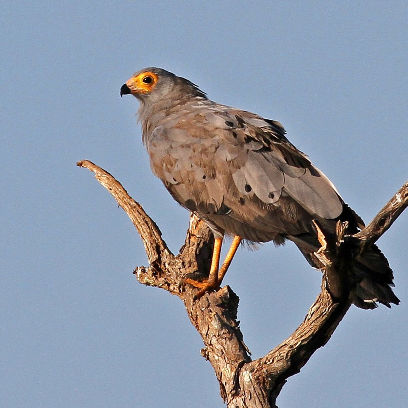 Double-jointed Hawks and Convergent Evolution