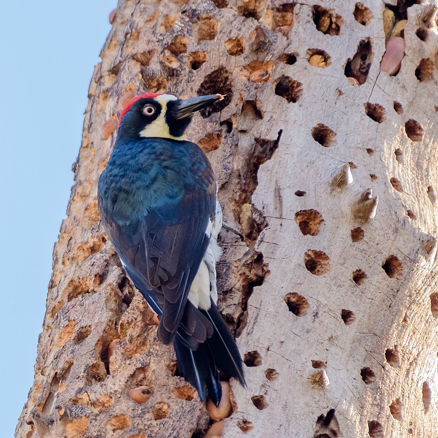 Acorn Woodpecker Granaries