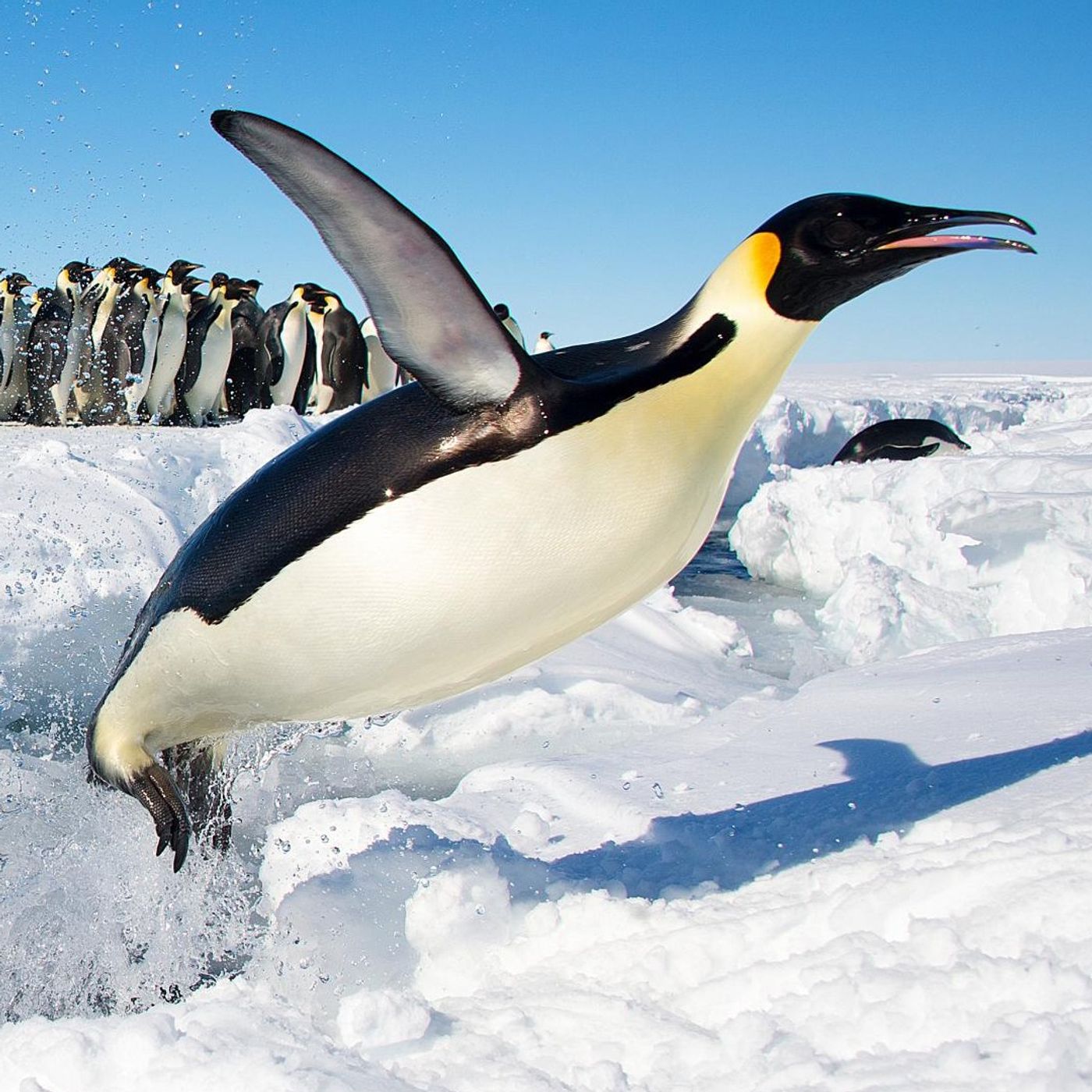 Emperor Penguins Launch from the Ocean