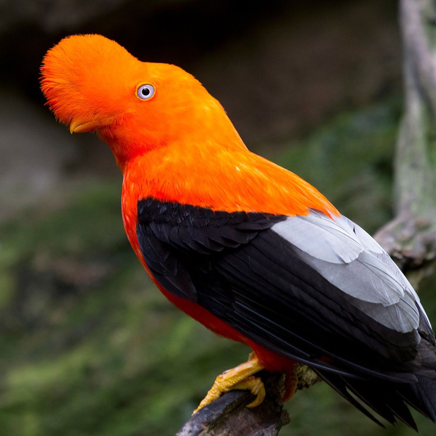 The Andean Cock-of-the-Rock