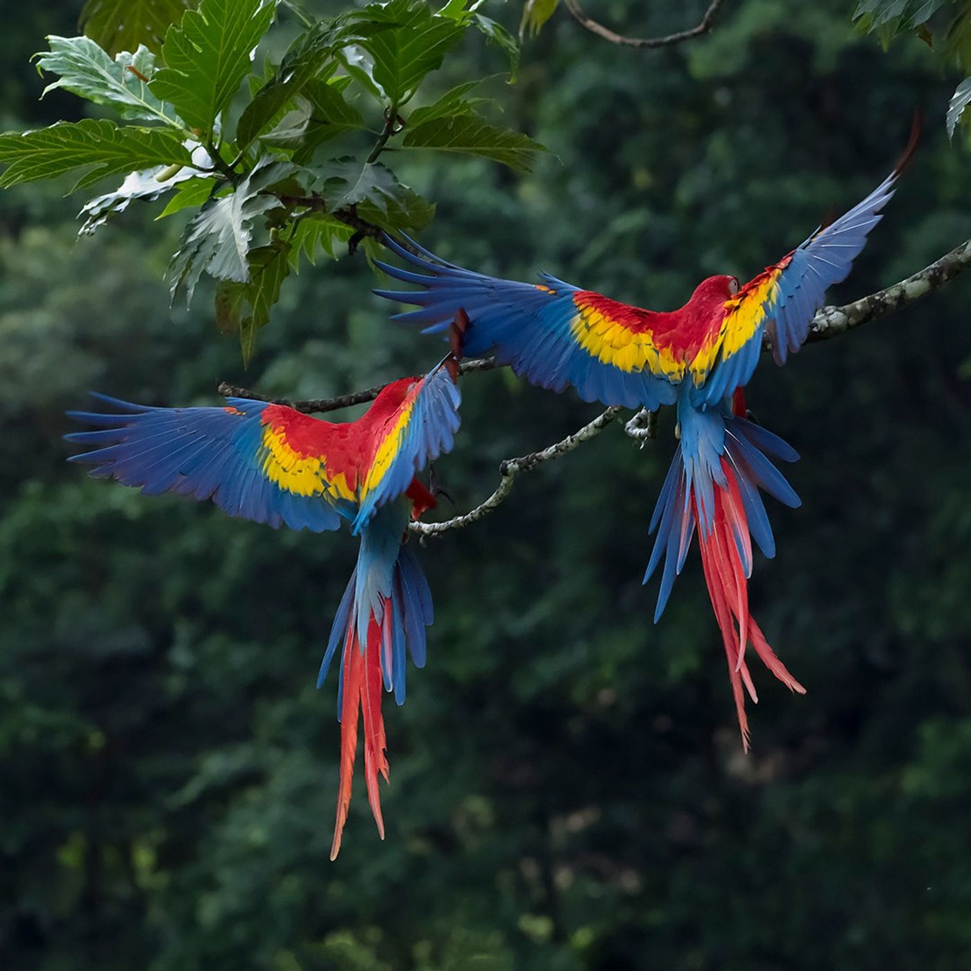 World Rainforest Day