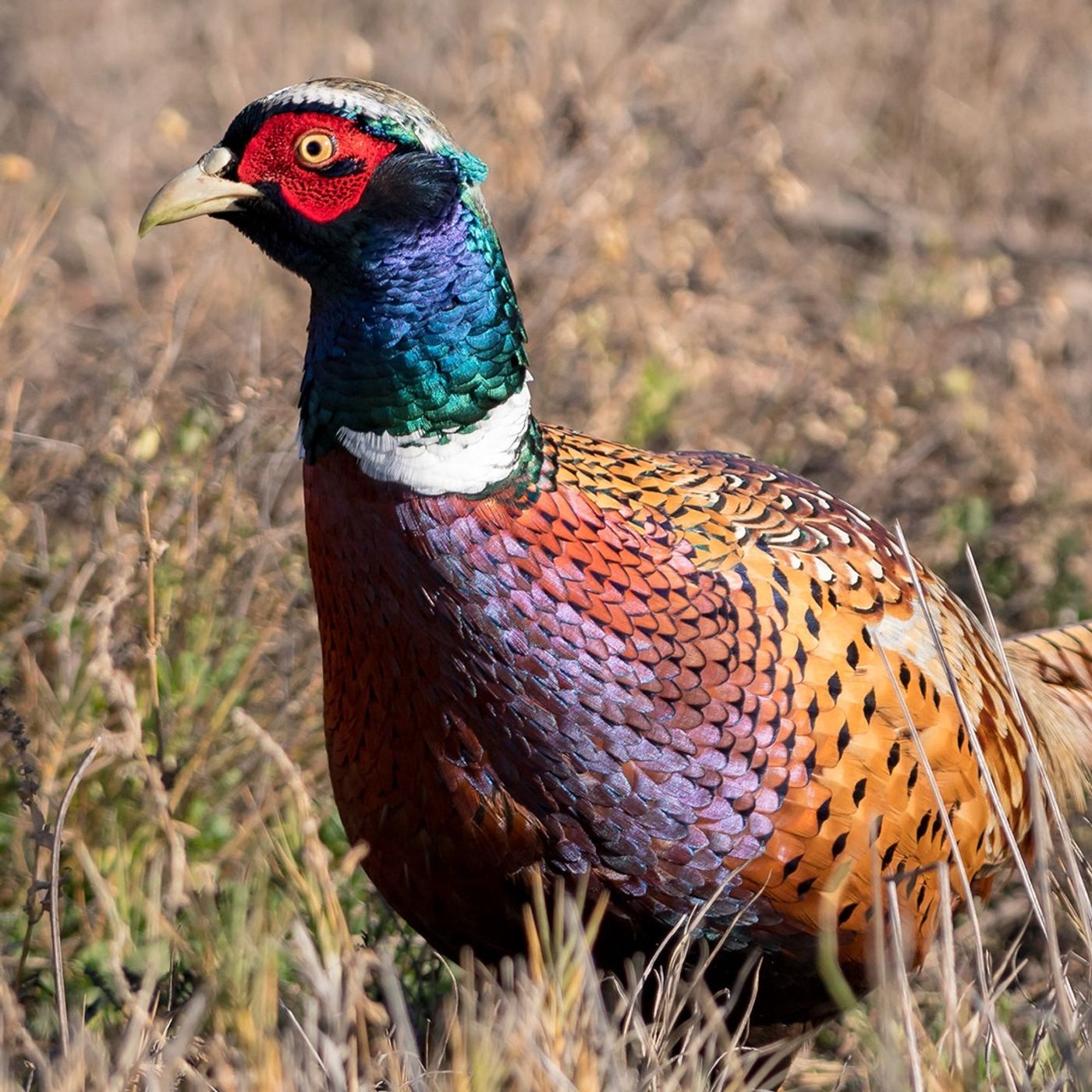 Pheasants of Detroit