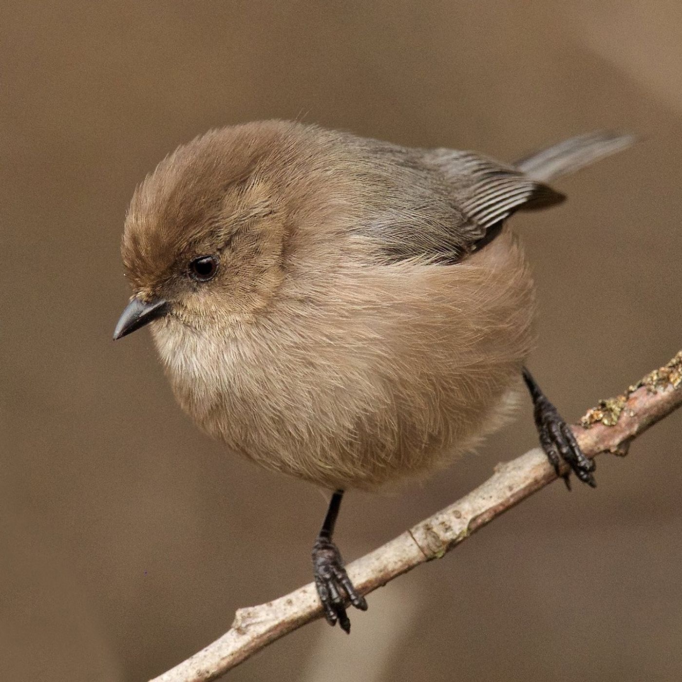 Bushtits