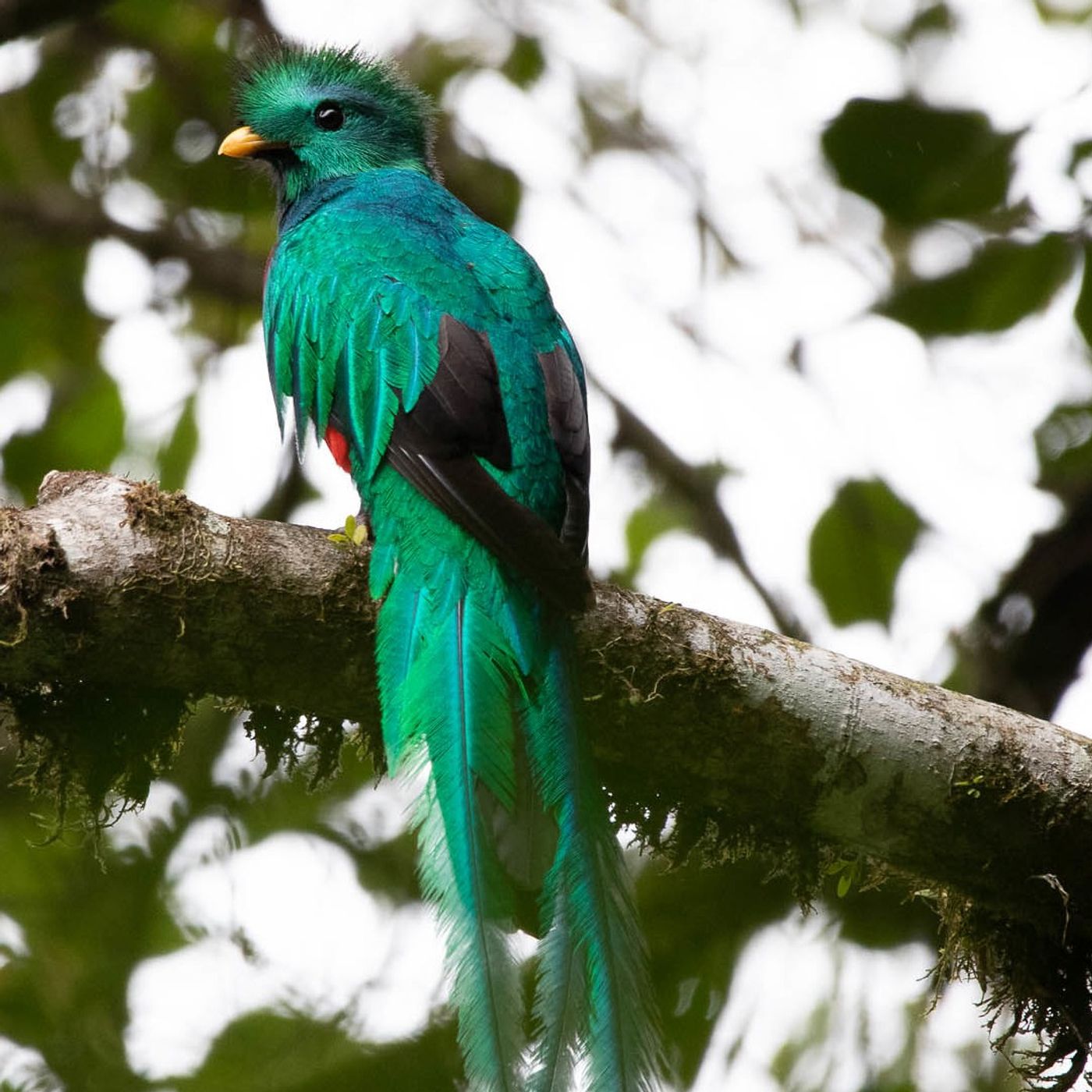Resplendent Quetzal: Mexico’s Sacred Bird