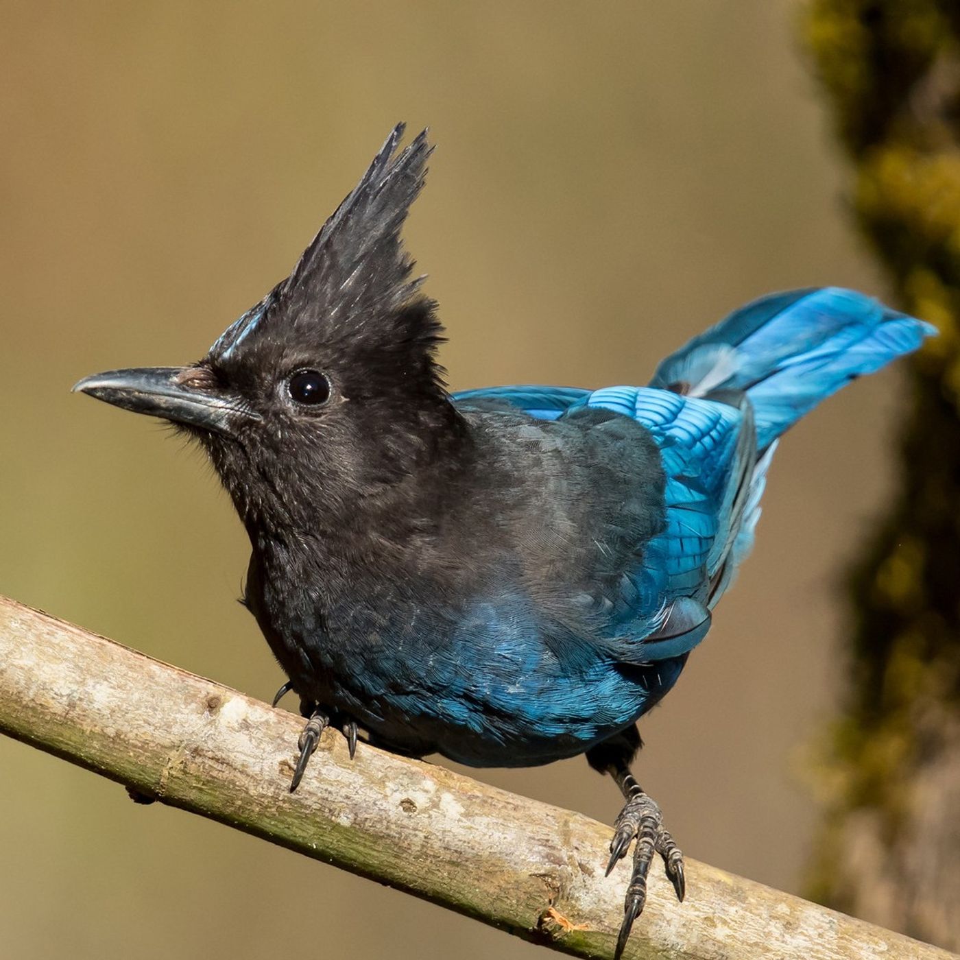 Dave Mull and the Courage of Steller’s Jays