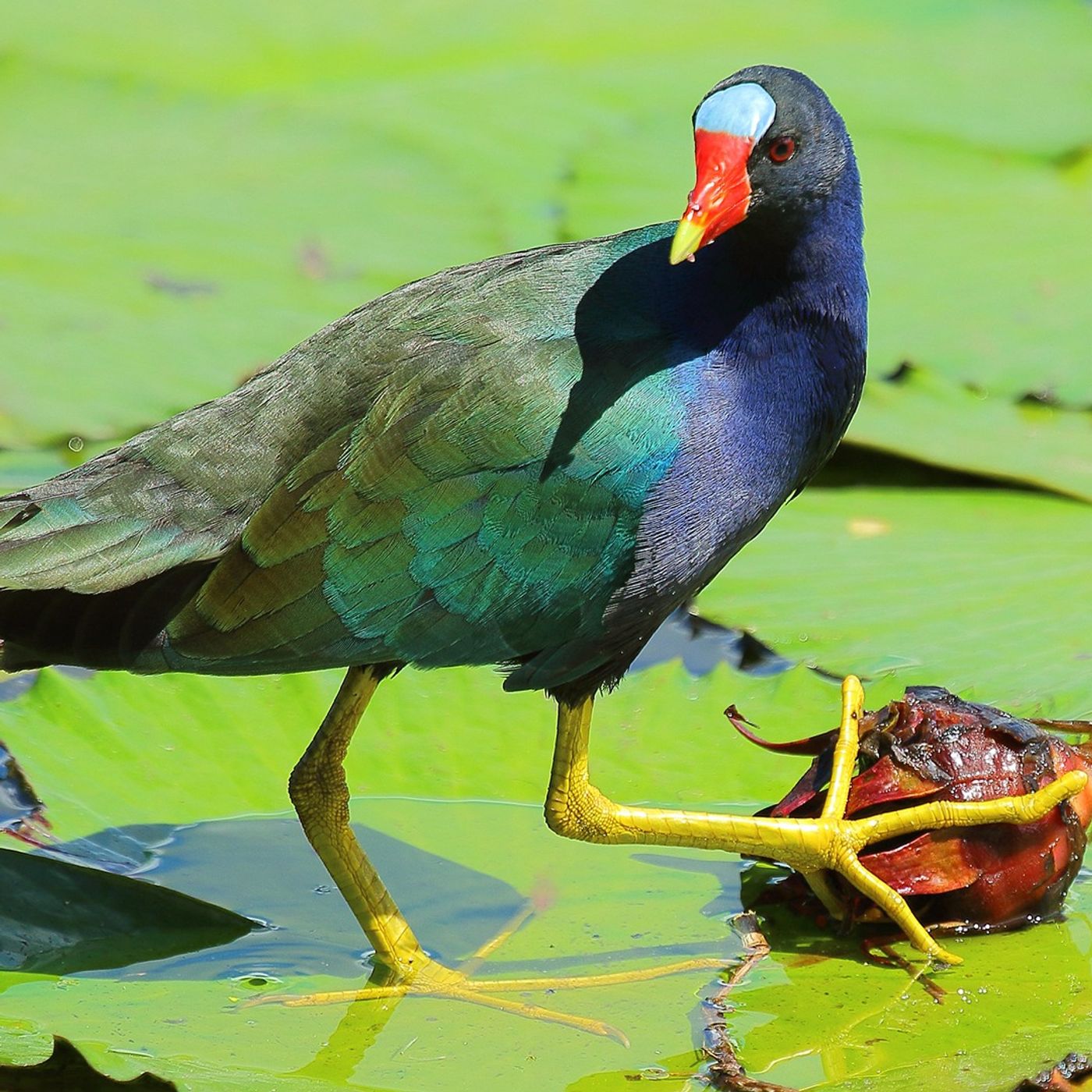 The Lustrous Purple Gallinule