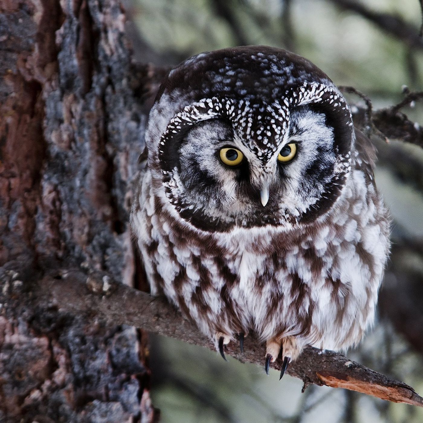Are Northern Forest Owls Coming South This Winter?
