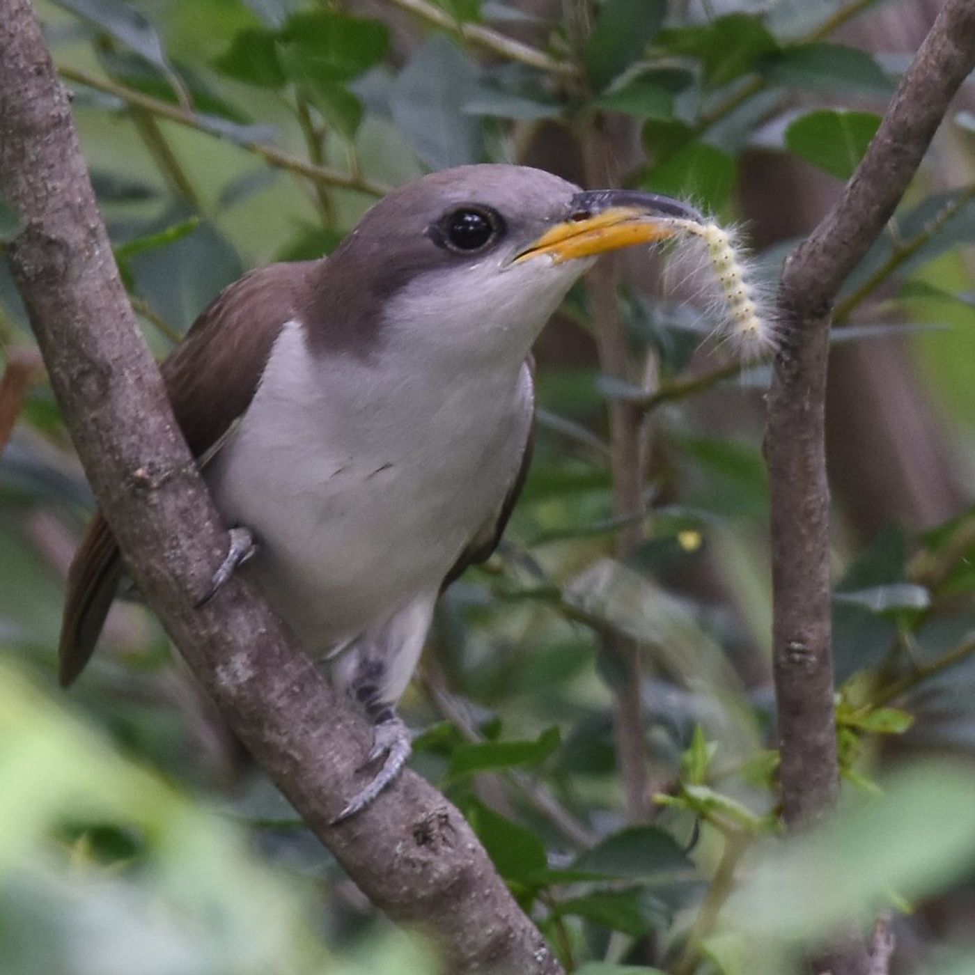 Cuckoos - Tent Caterpillar Birds