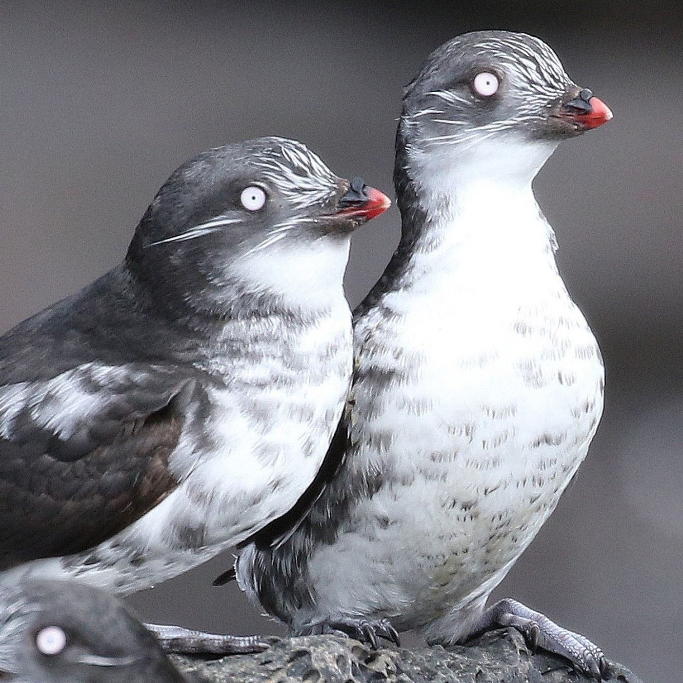 Seabirds Thriving on Volcanic Slopes