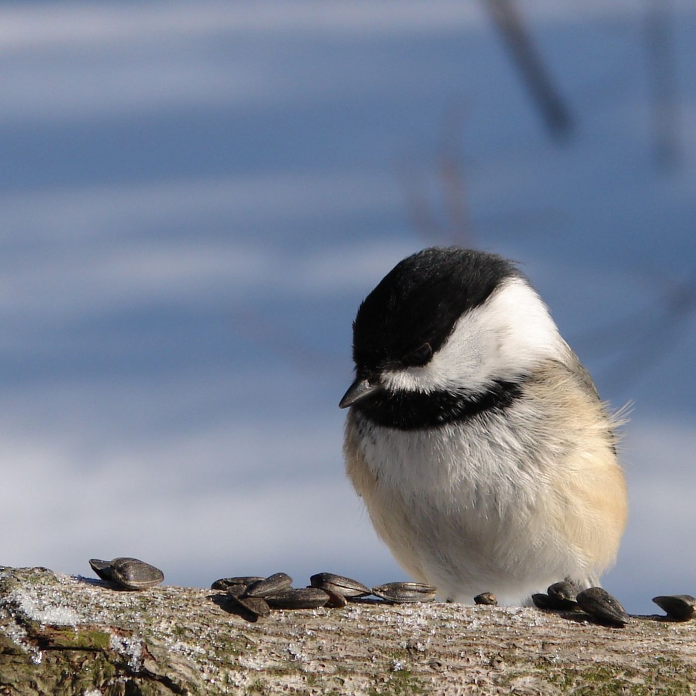 How Much Do Birds Eat?