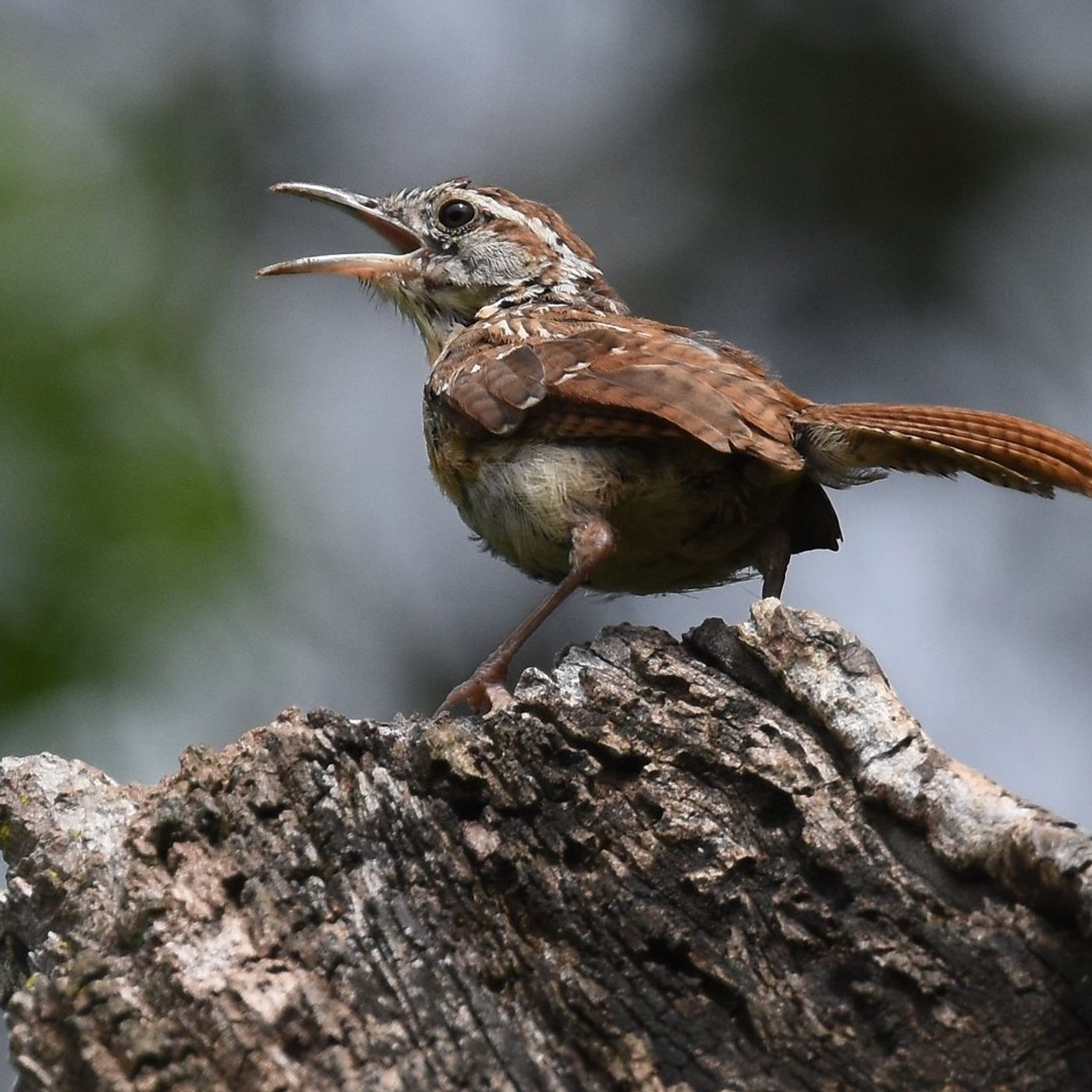 BirdNote Daily