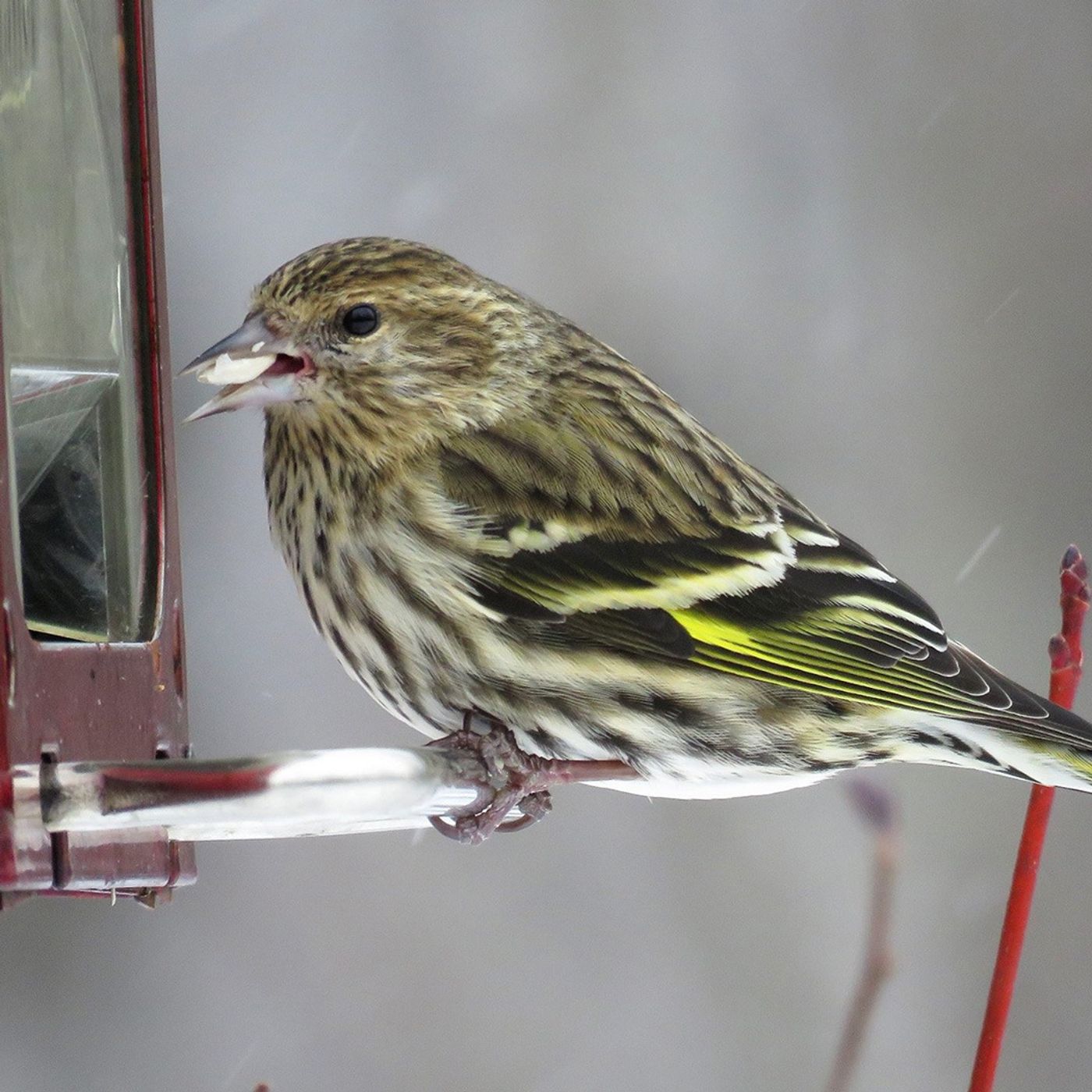 Responsible Birdfeeding