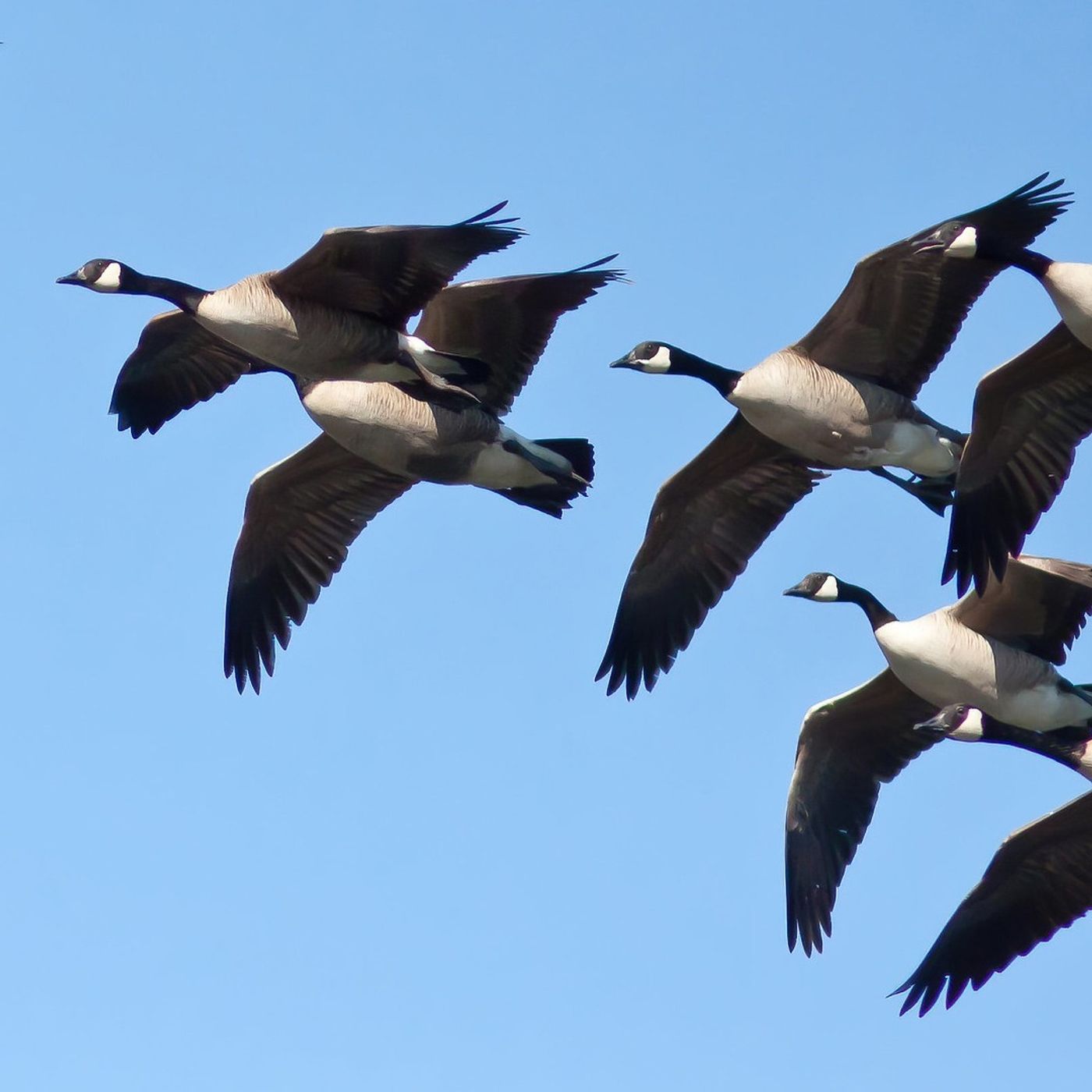Canada Geese - Migratory or Not