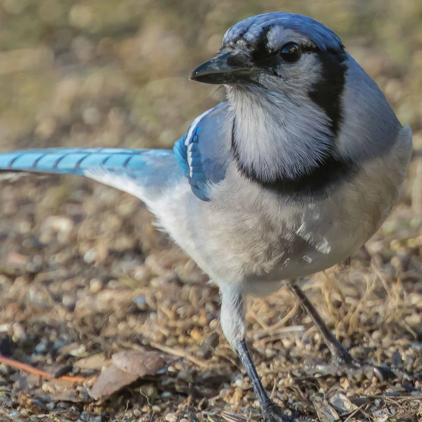 Meet the Blue Jay