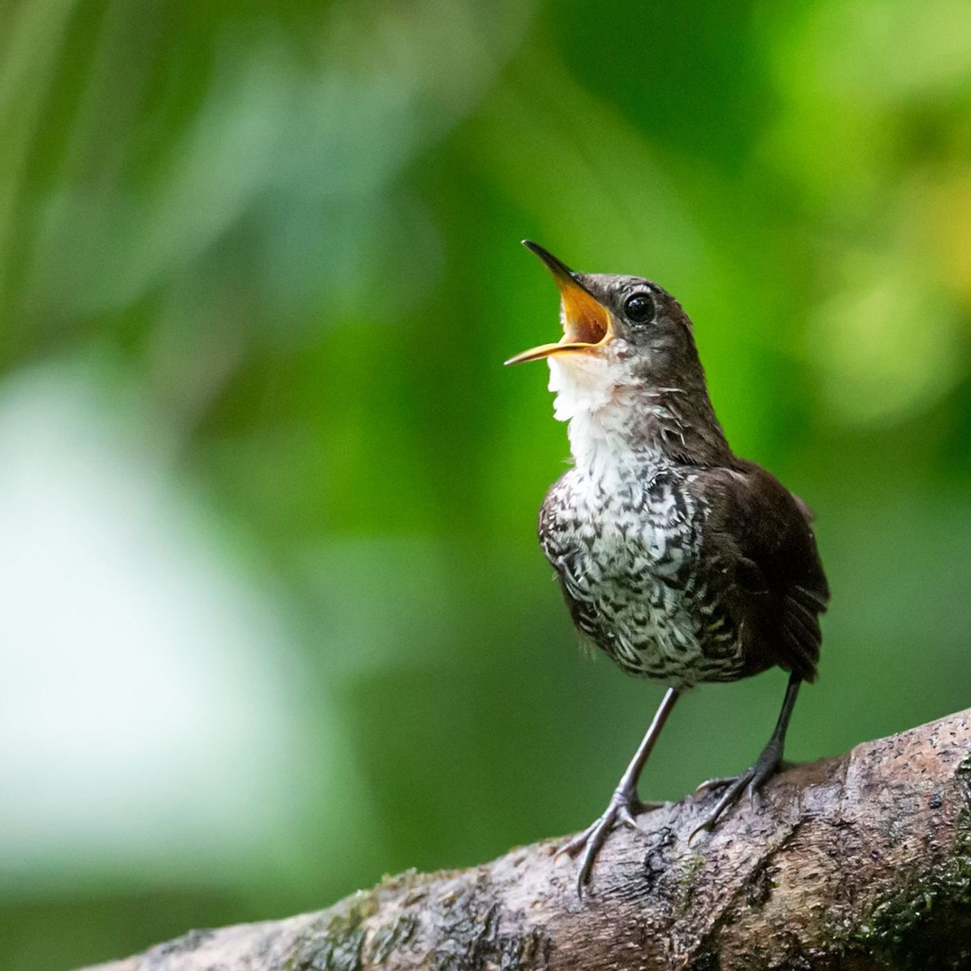 BirdNote Daily