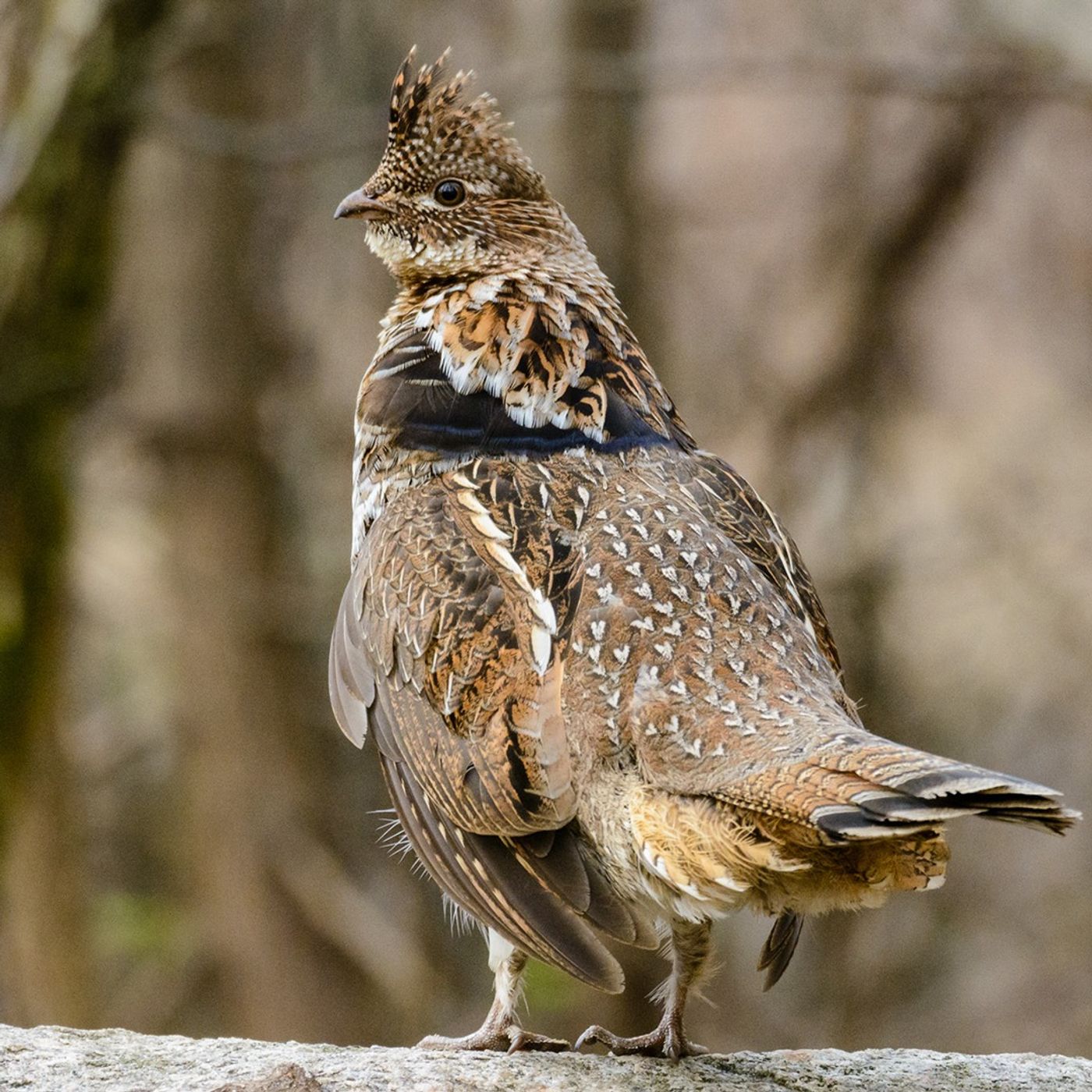 Poisonous Birds