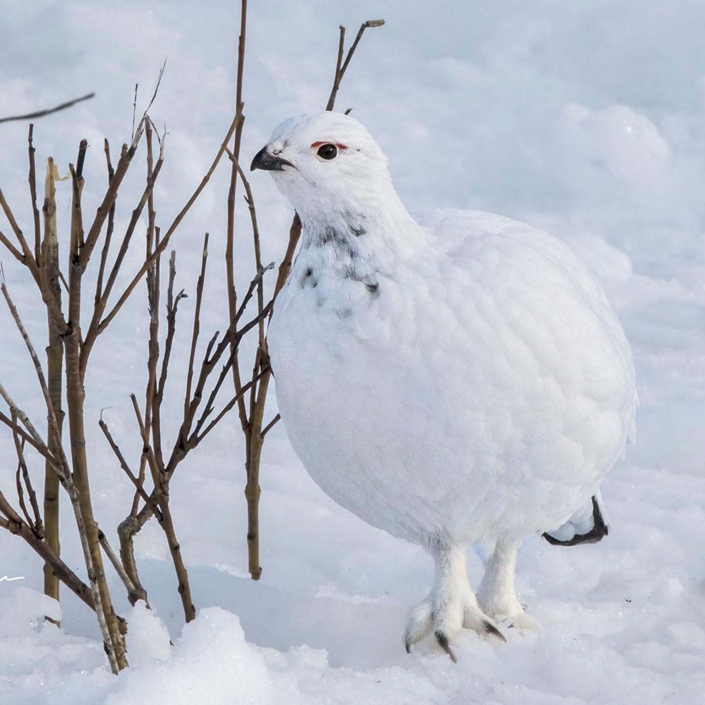 Ptarmigan Toes